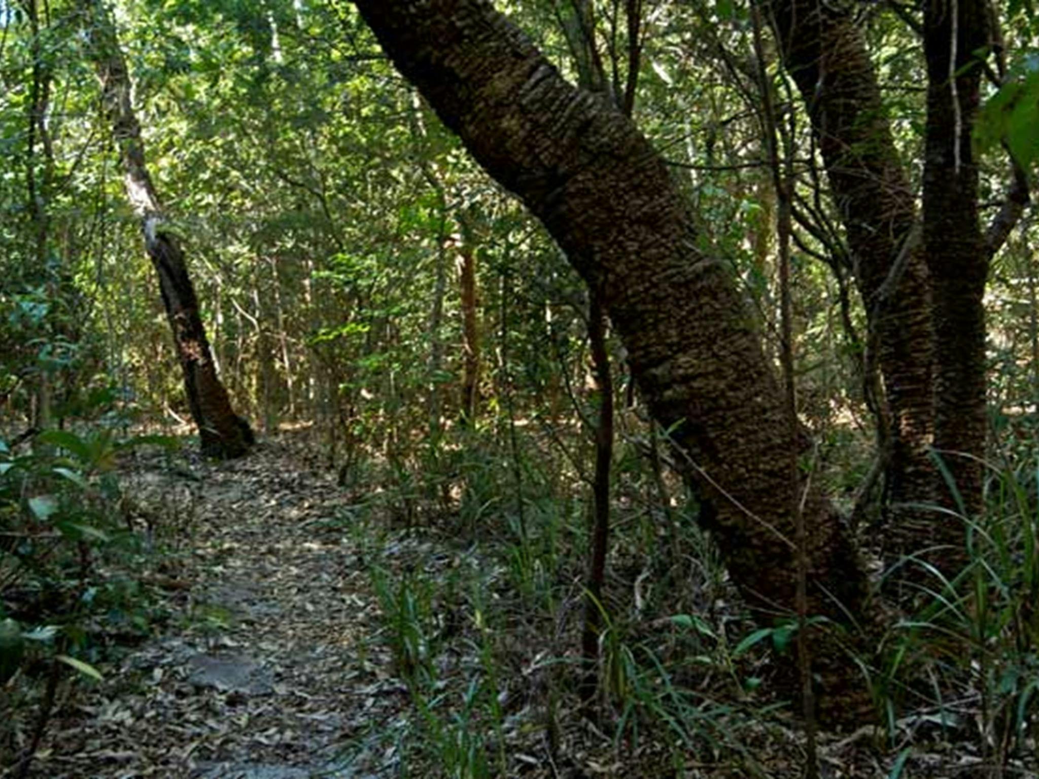 Lillypilly Loop track, Wyrrabalong National Park. Photo: John Spencer &copy; OEH