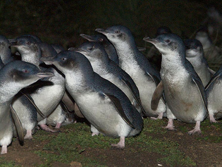 Little penguins, Barunguba Montague Island Nature Reserve. Photo: Stuart Cohen/OEH