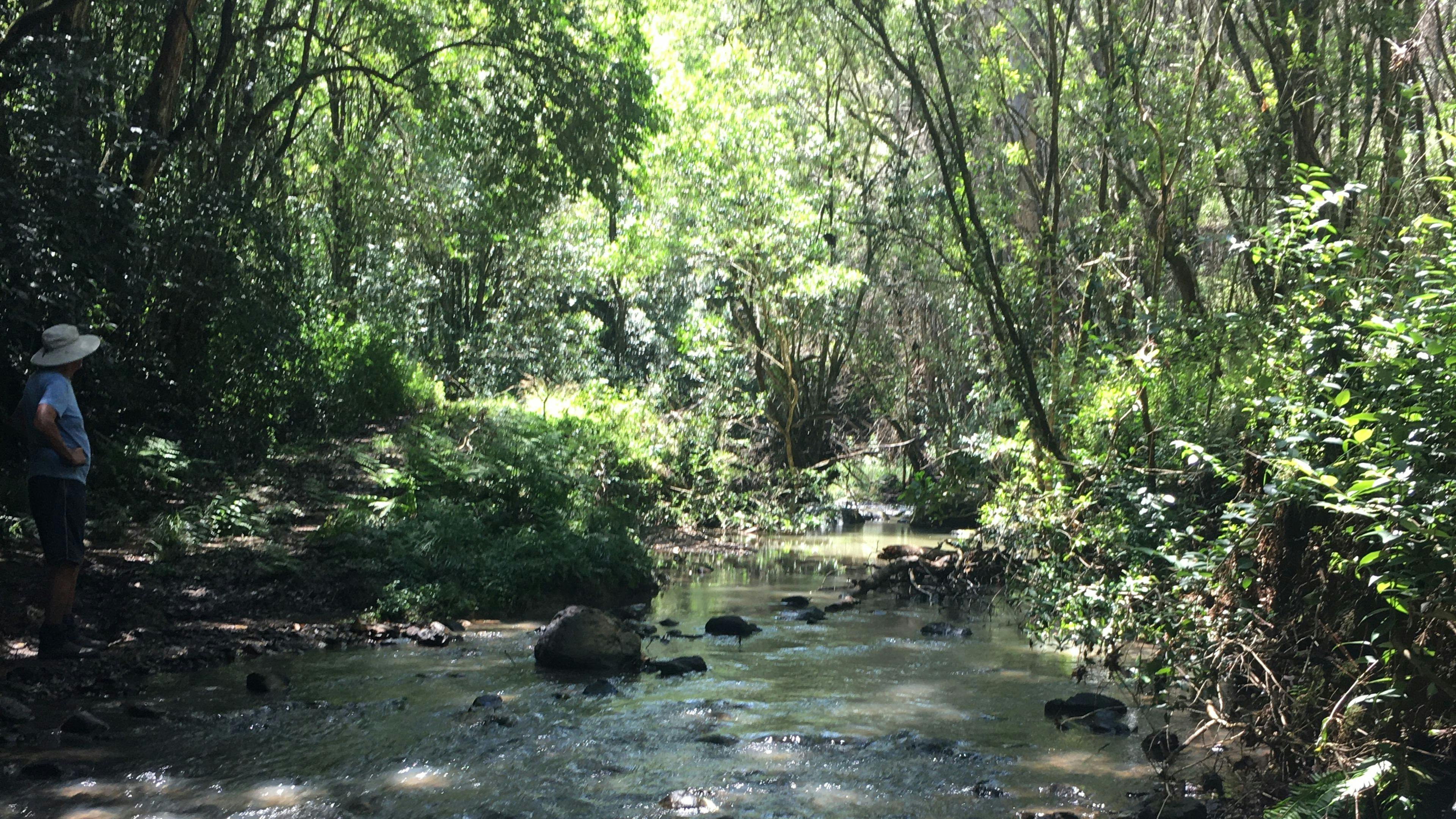 Site 6  - Little Plains Creek access - which feeds the Ellenborough river