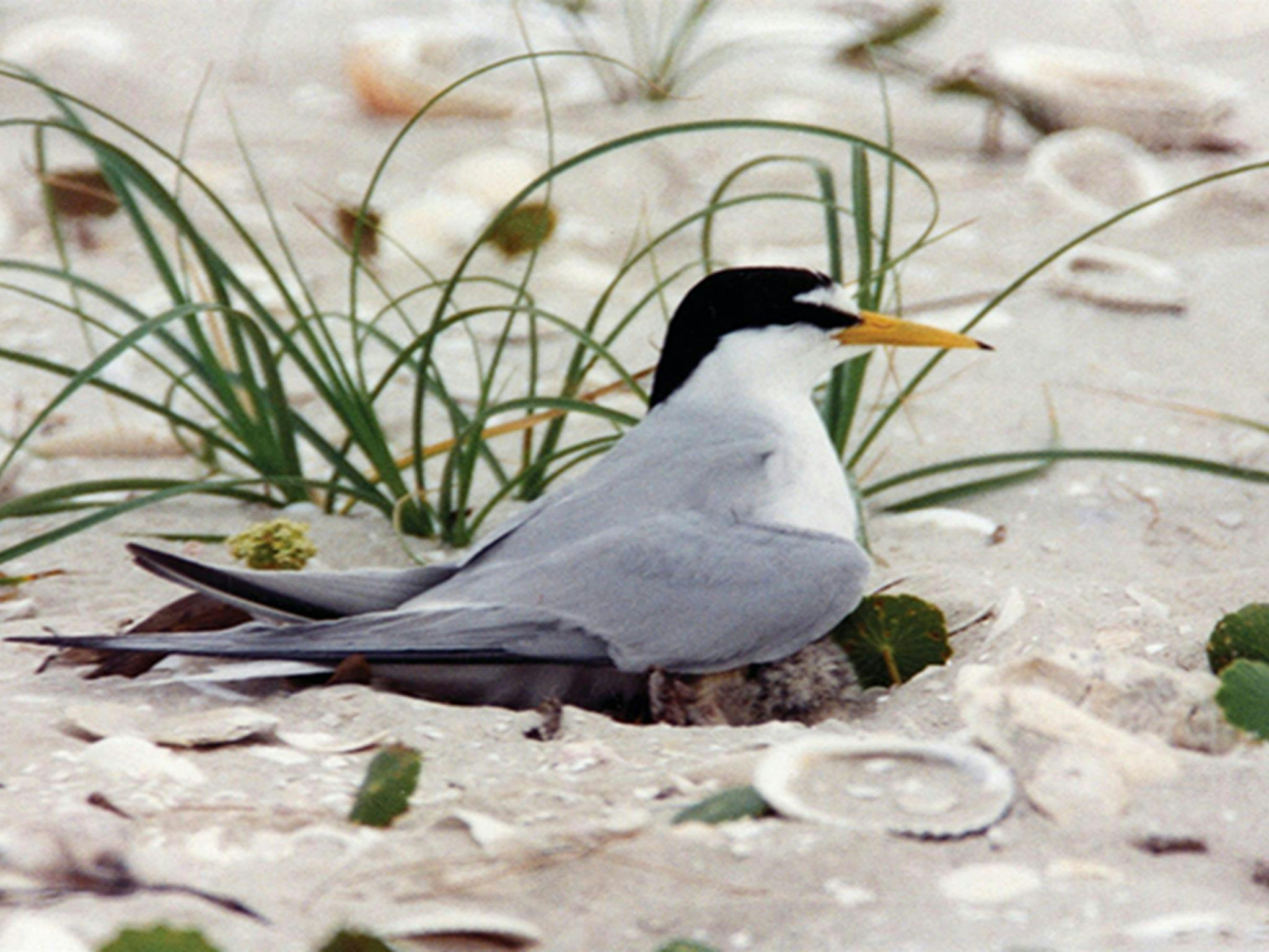 A grey, black and white little tern sitting on a nest of chicks on a beach. Credit: Geoff