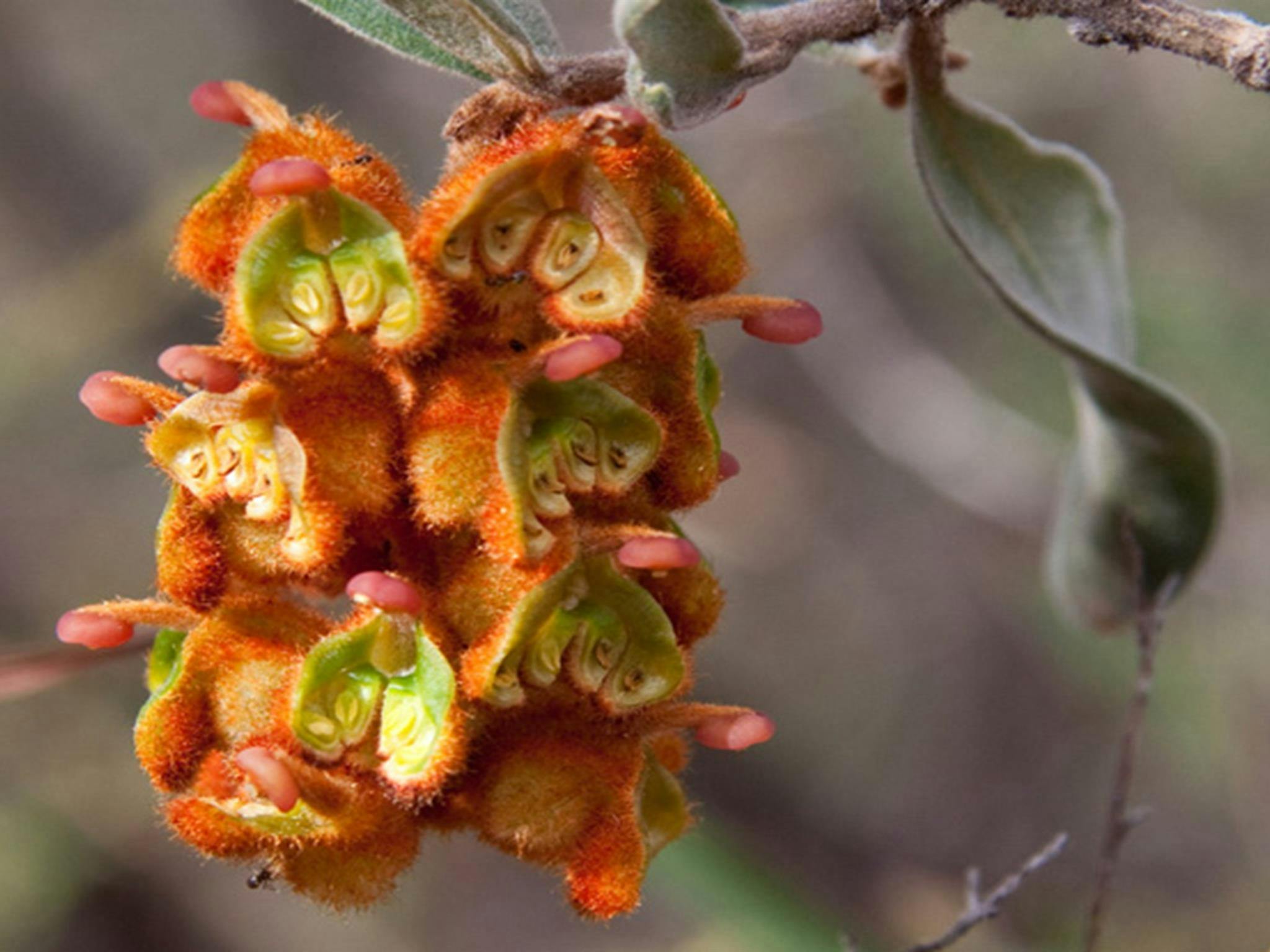 Gavillea, Livingstone National Park. Photo: J Caldwell/NSW Government