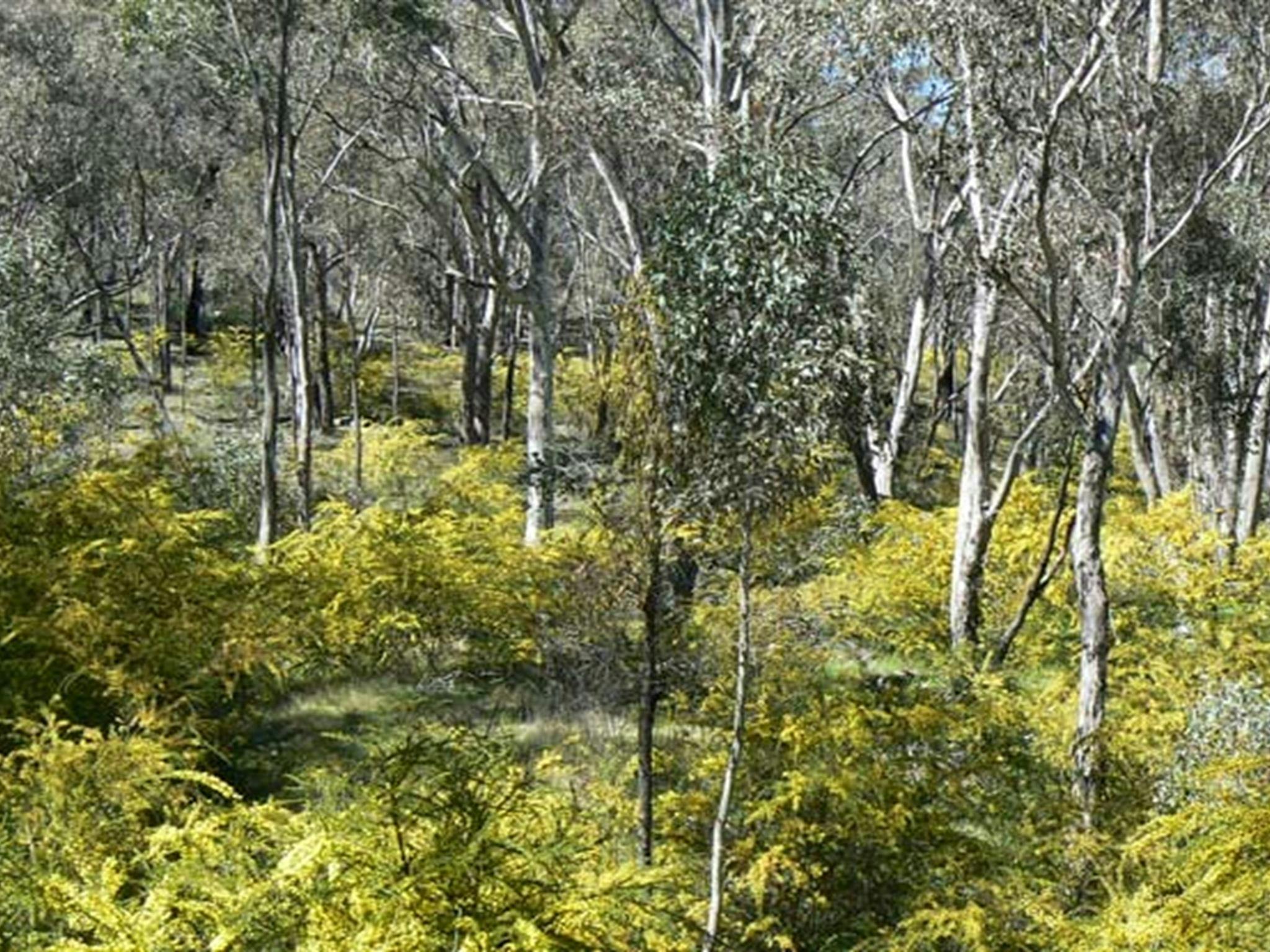An understorey of yellow-flowering kangaroo thorn in Livingstone National Park. Photo: Angela