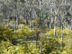 An understorey of yellow-flowering kangaroo thorn in Livingstone National Park. Photo: Angela