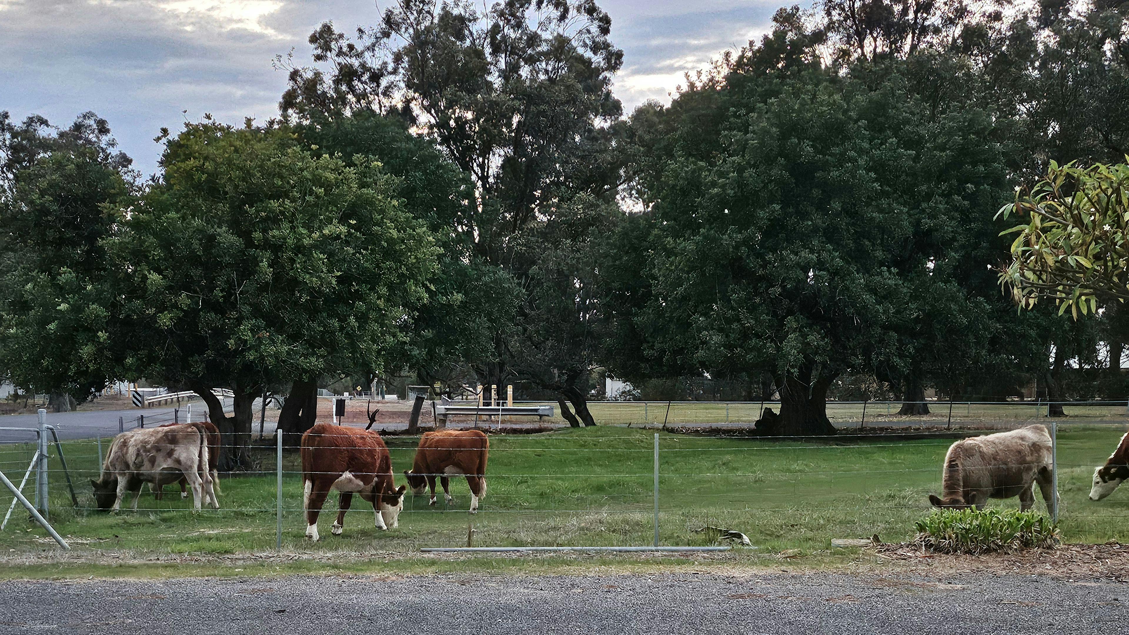 Logue Brook Camping Retreat & Farm
