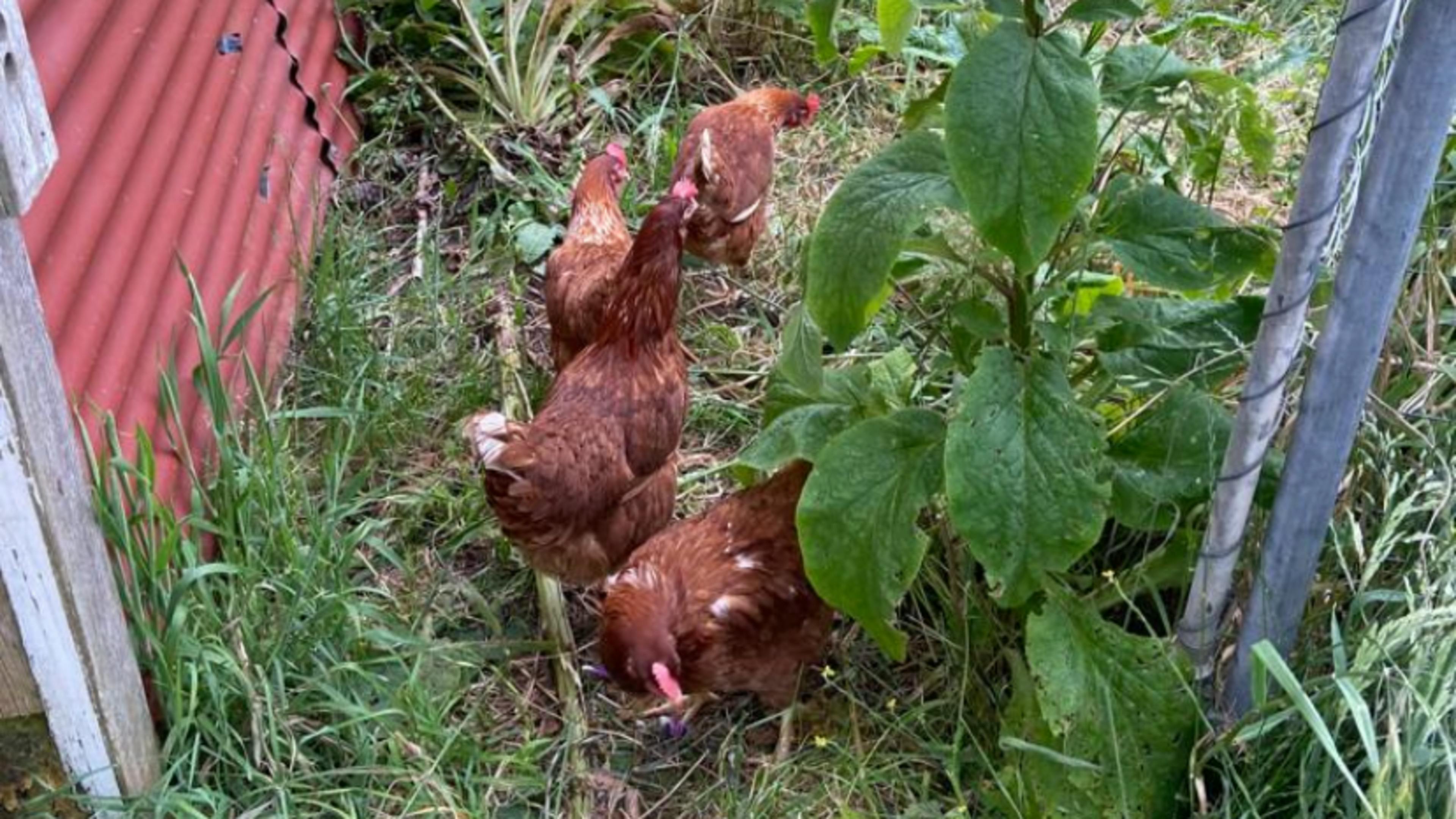 Longford Sunset Haven