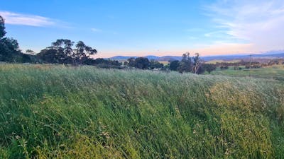Longview