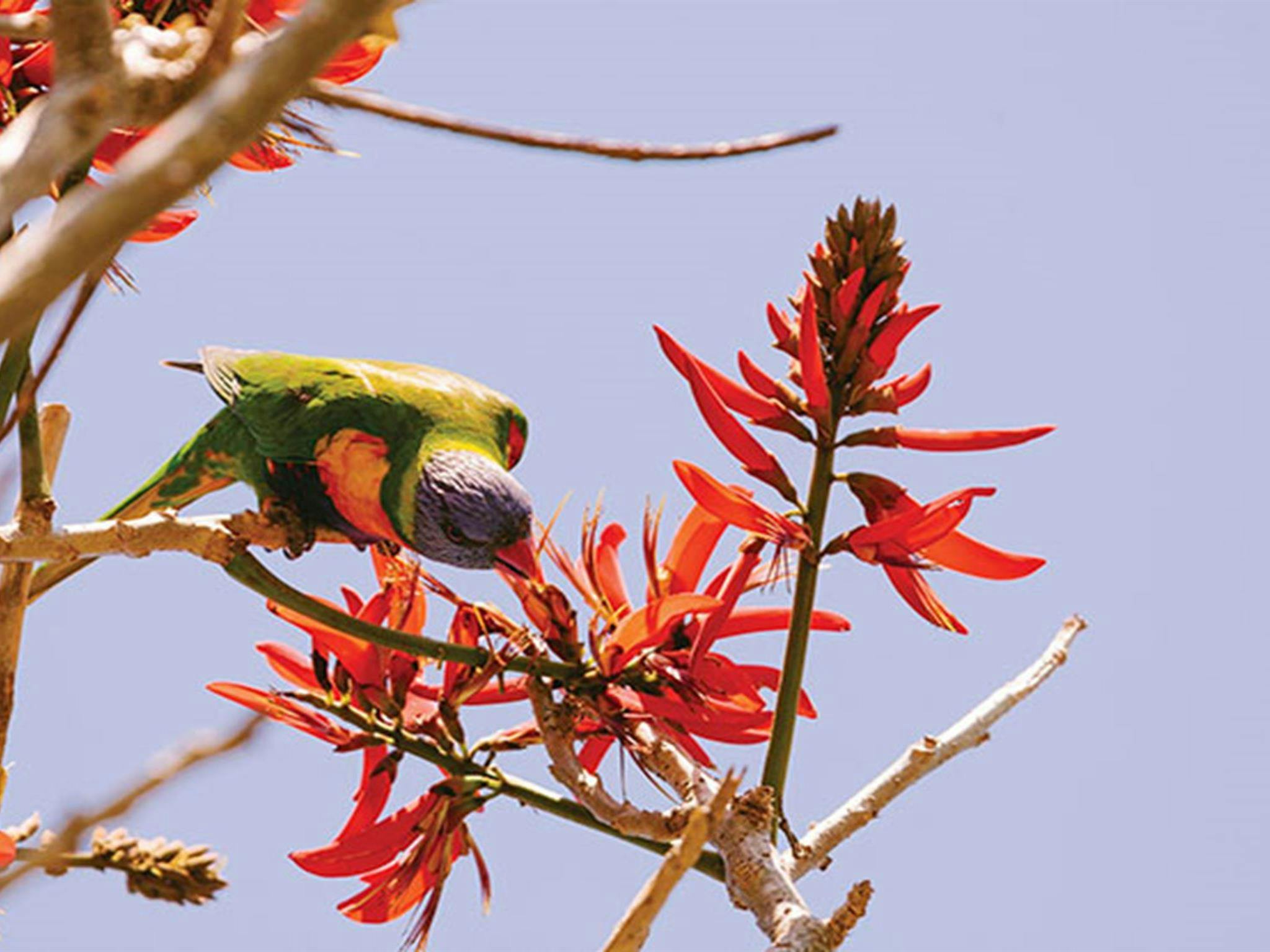 A rainbow lorikeet feeding on a flower in Arakoon National Park. Photo: David Finnegan/DPIE
