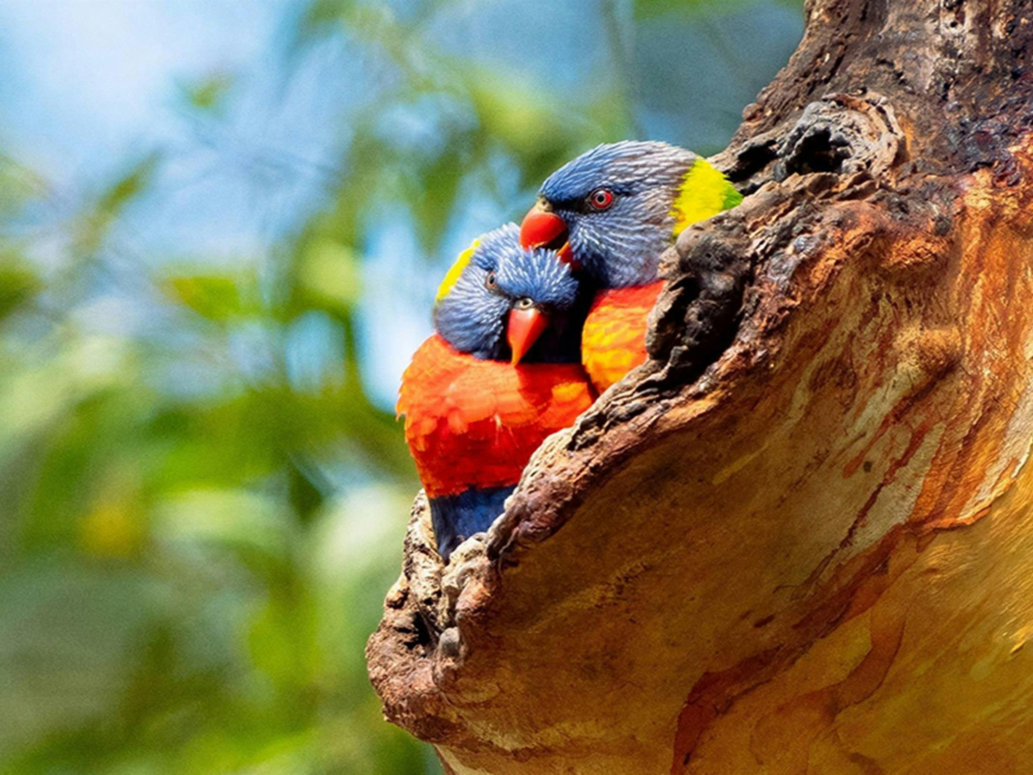 Two rainbow lorikeets in a hollow in Lane Cove National Park. Credit: Jonathan Gu/DCCEEW &copy;