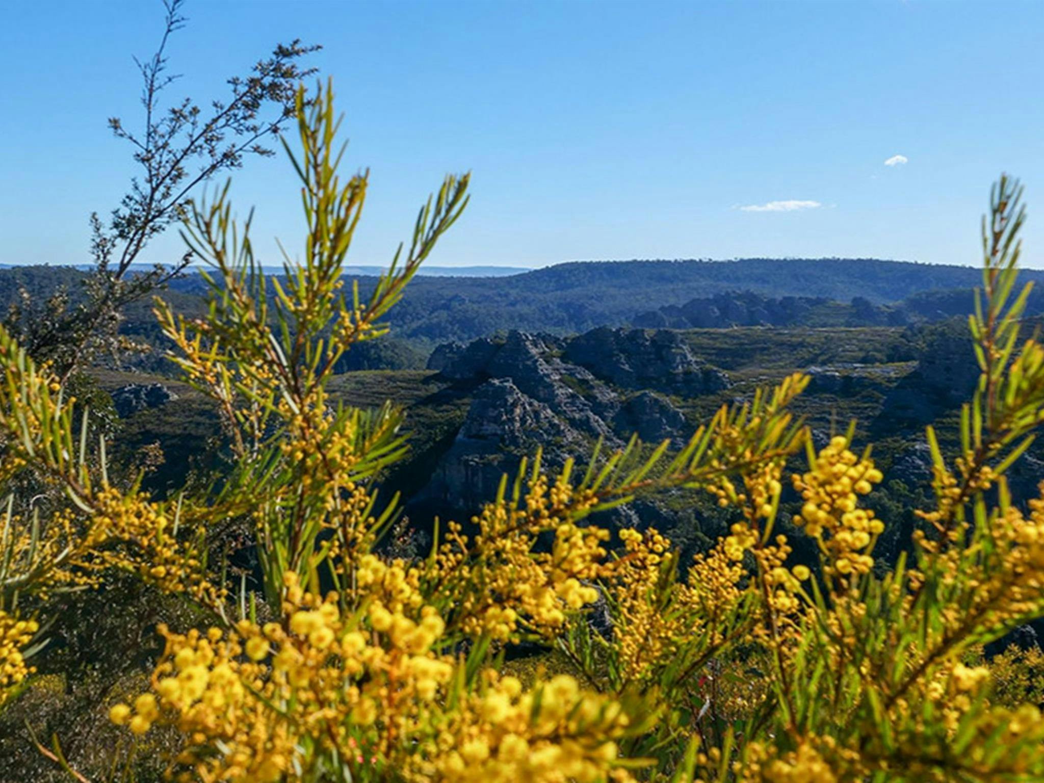 A view of pagoda rock through flowering a wattle at Lost City North lookout in Gardens of Stone