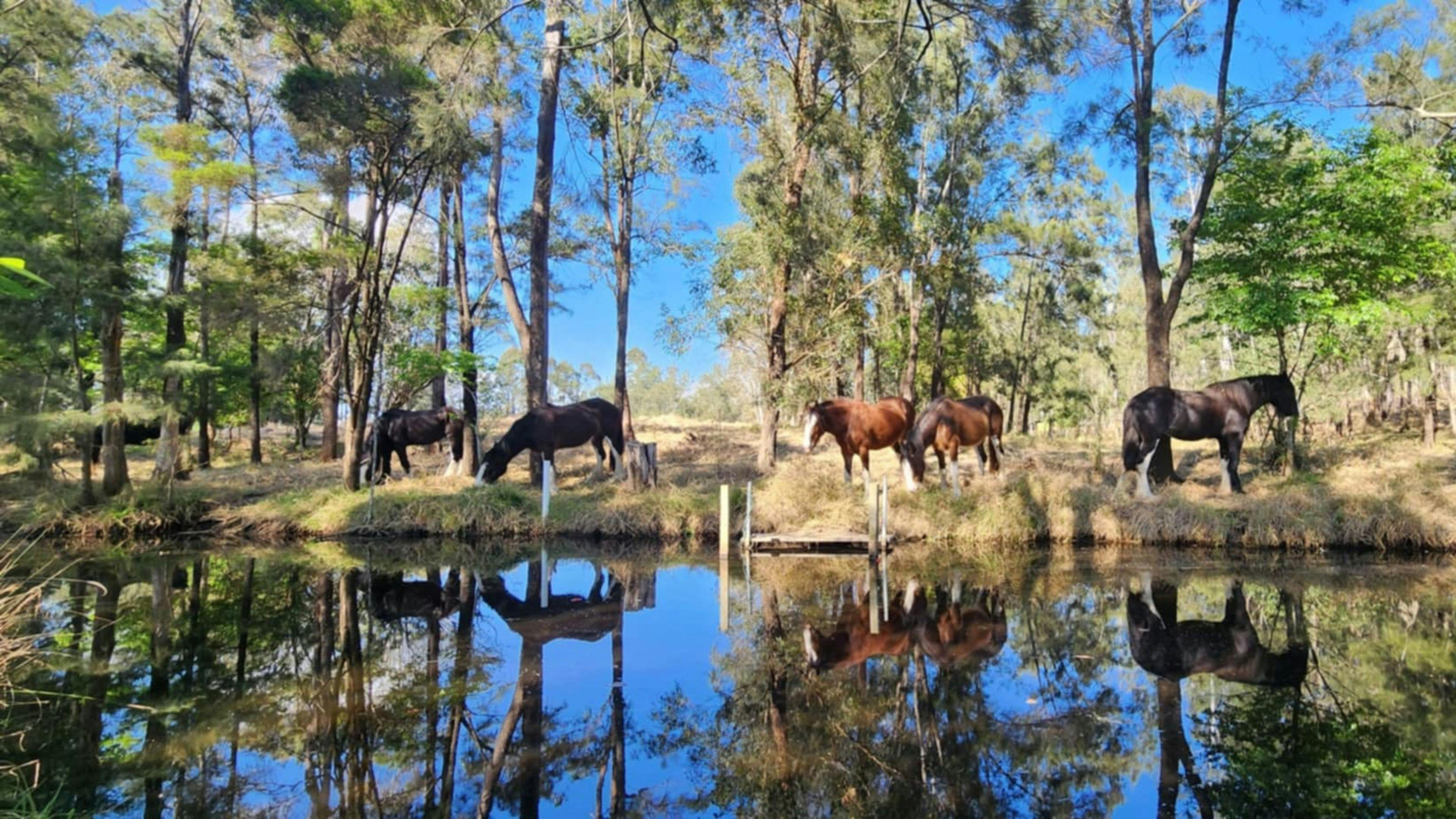 Camp By The Billabong