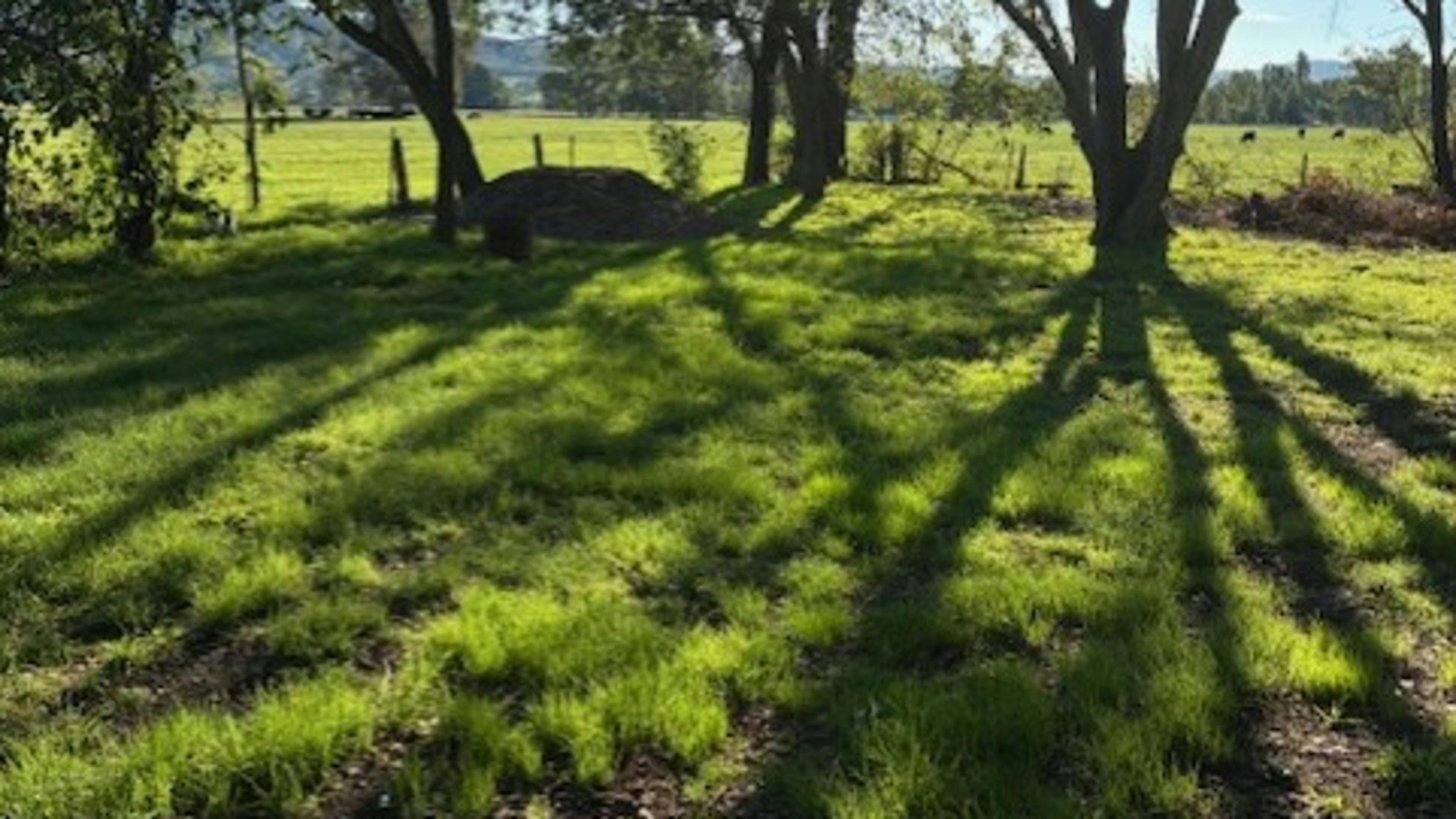 Violet Farm