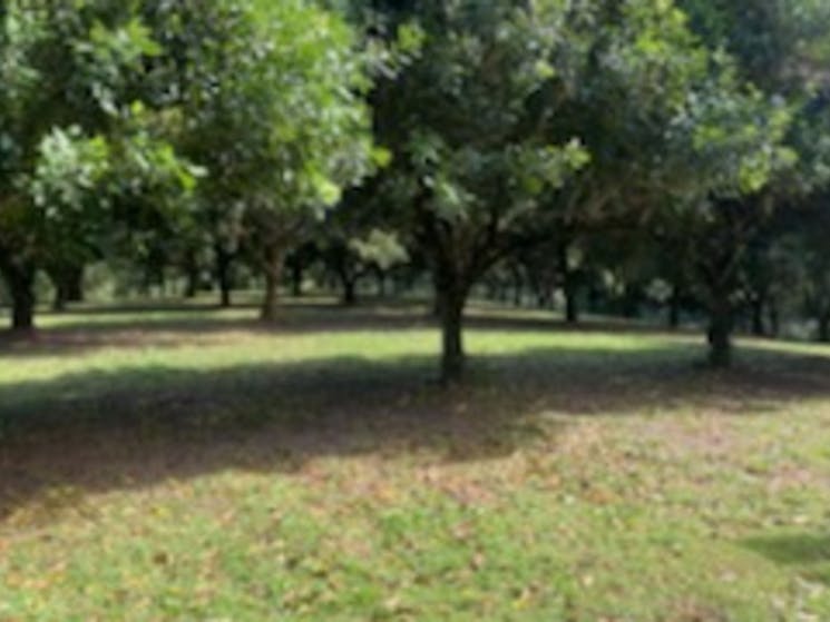 Macadamia Plantation Retreat