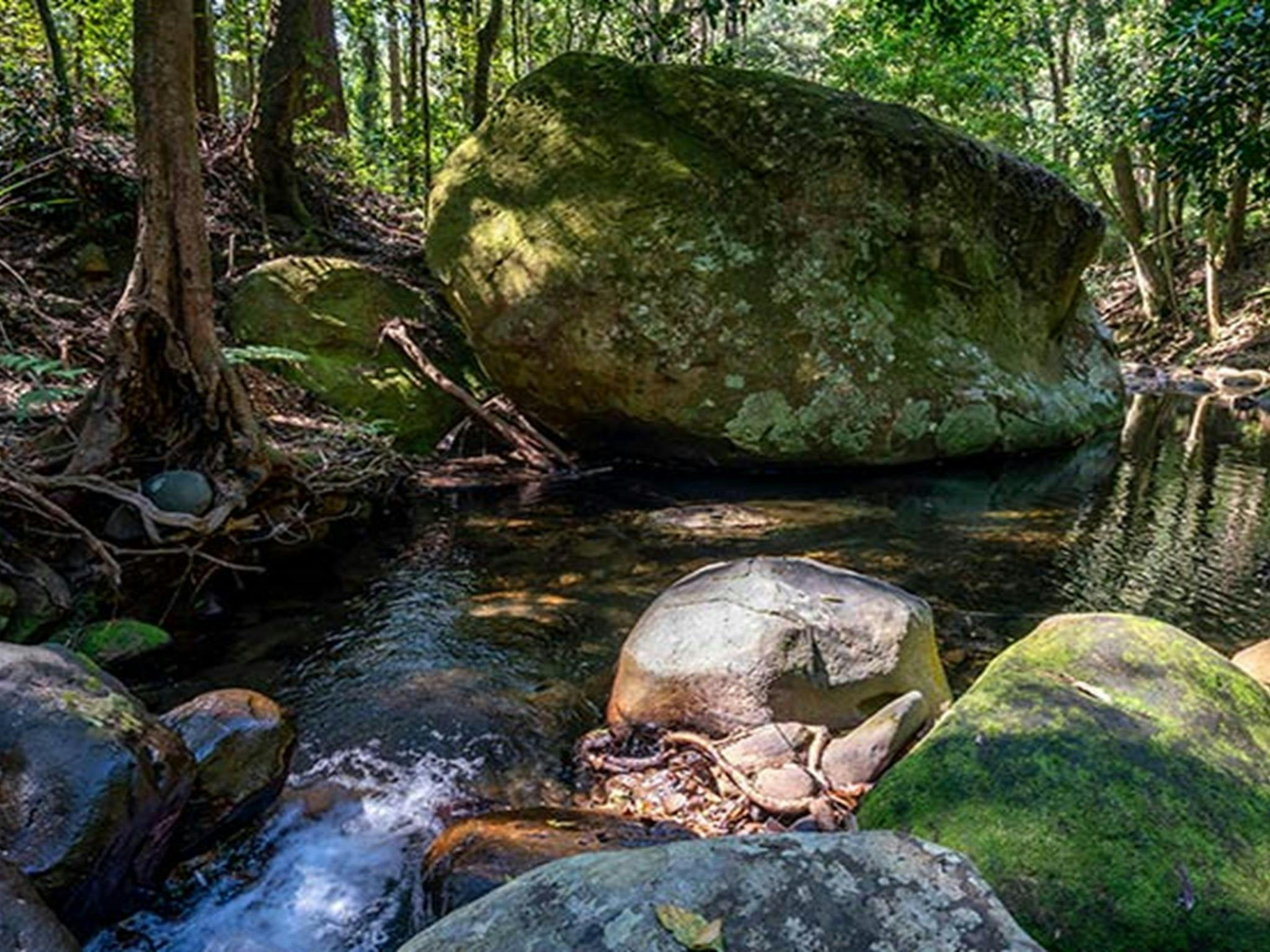麦考瑞山口国家公园溪流中长满青苔的岩石。照片：约翰·斯宾塞 © DPIE