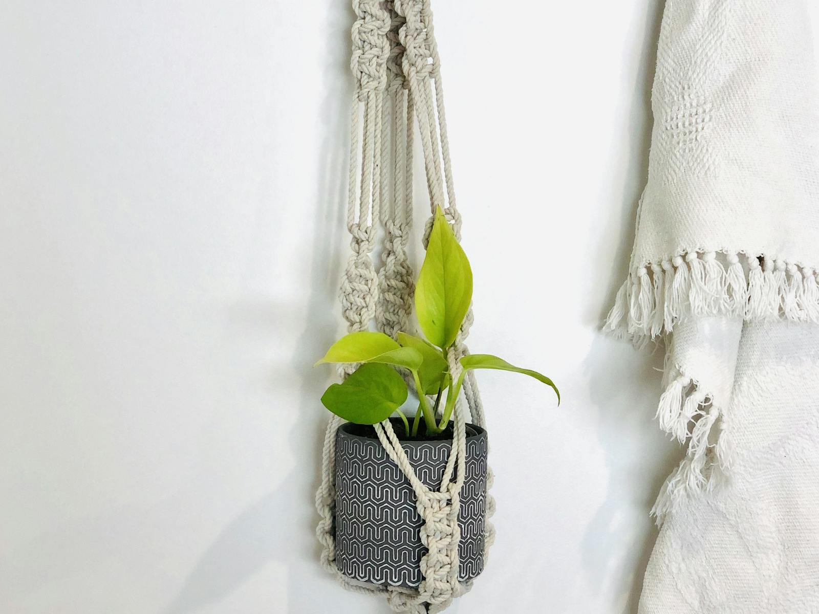 Image for Macrame Plant Hanger Workshop