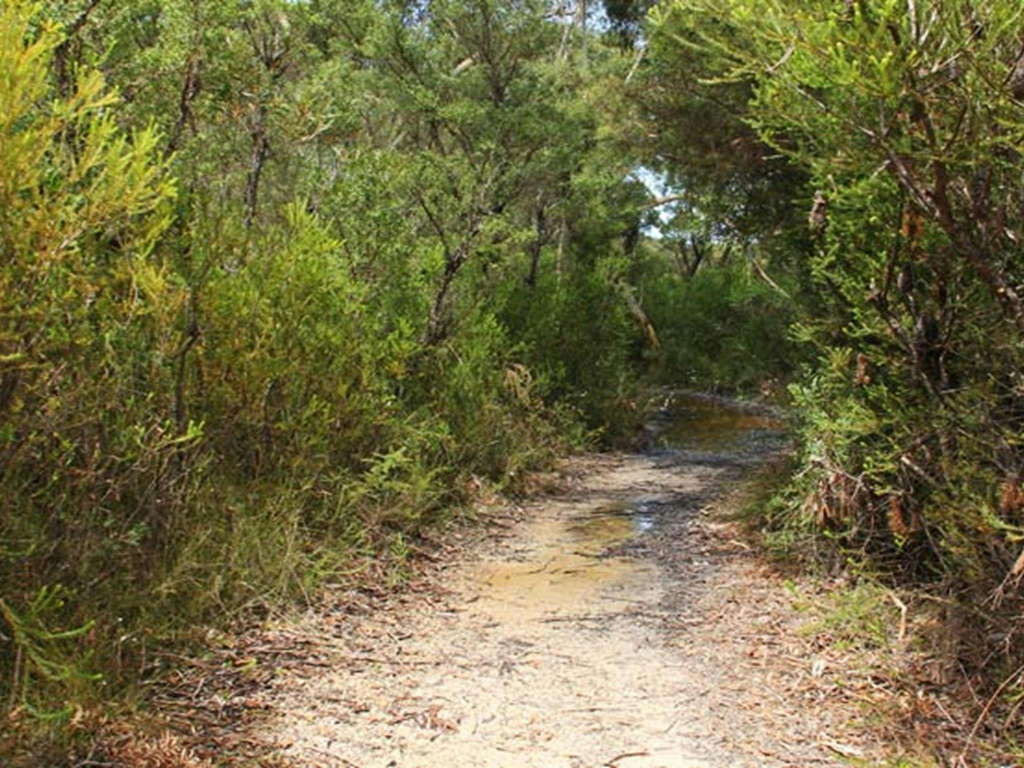 Entlang des Wanderwegs zu den Maddens Falls im Dharawal-Nationalpark. Foto: John Yurasek © OEH