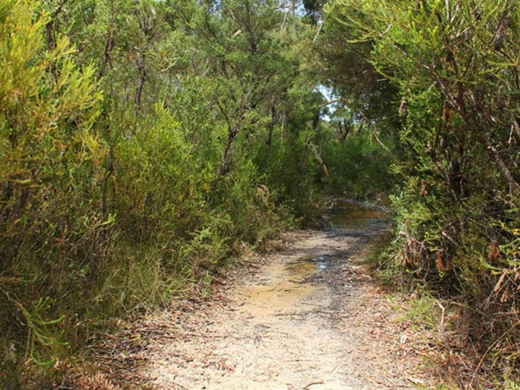 Along the track, Maddens Falls walk, Dharawal National Park. Photo: John Yurasek &copy; OEH