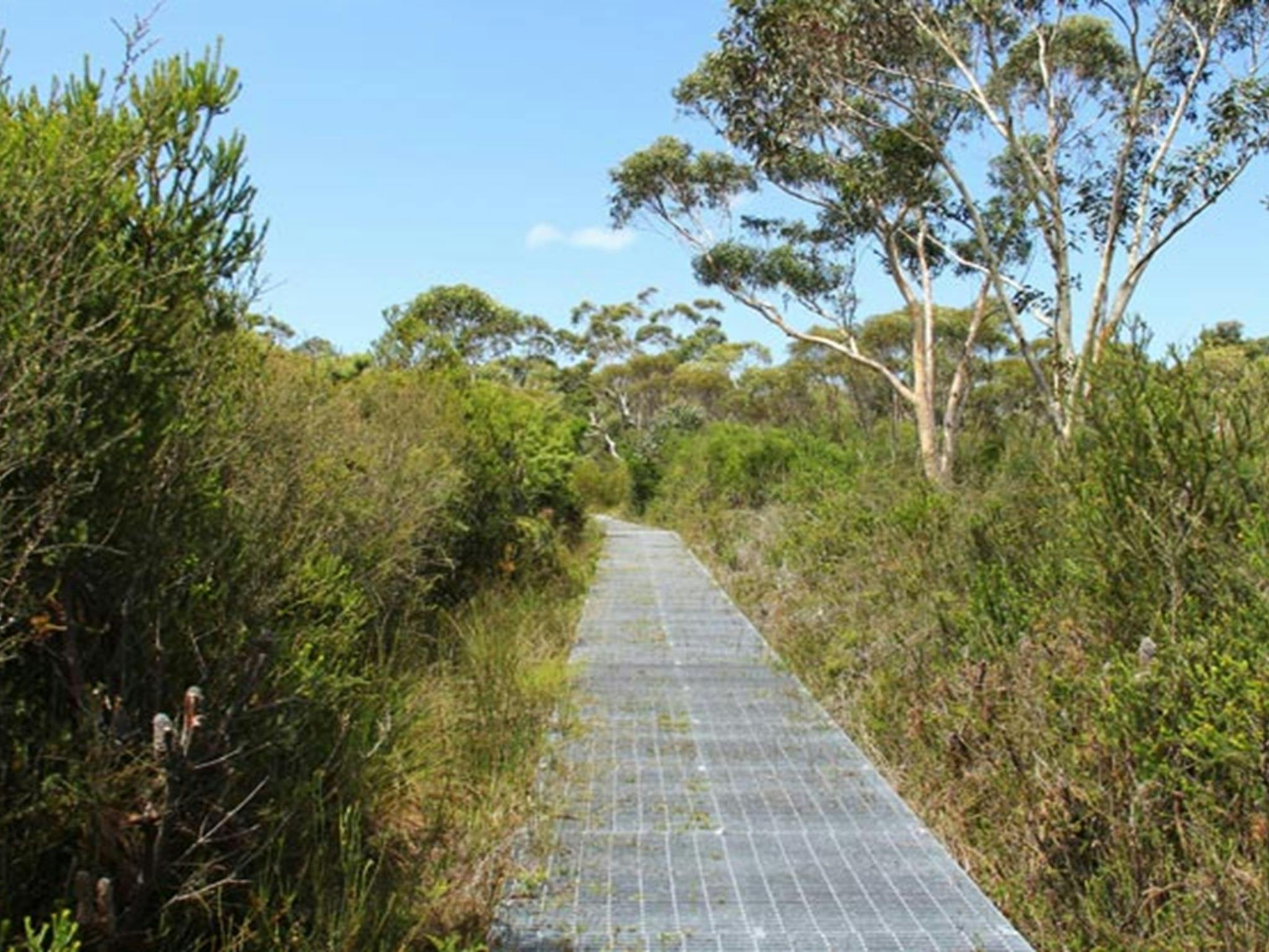 Maddens Falls-Wanderung, Dharawal-Nationalpark. Foto: John Yurasek &copy; OEH