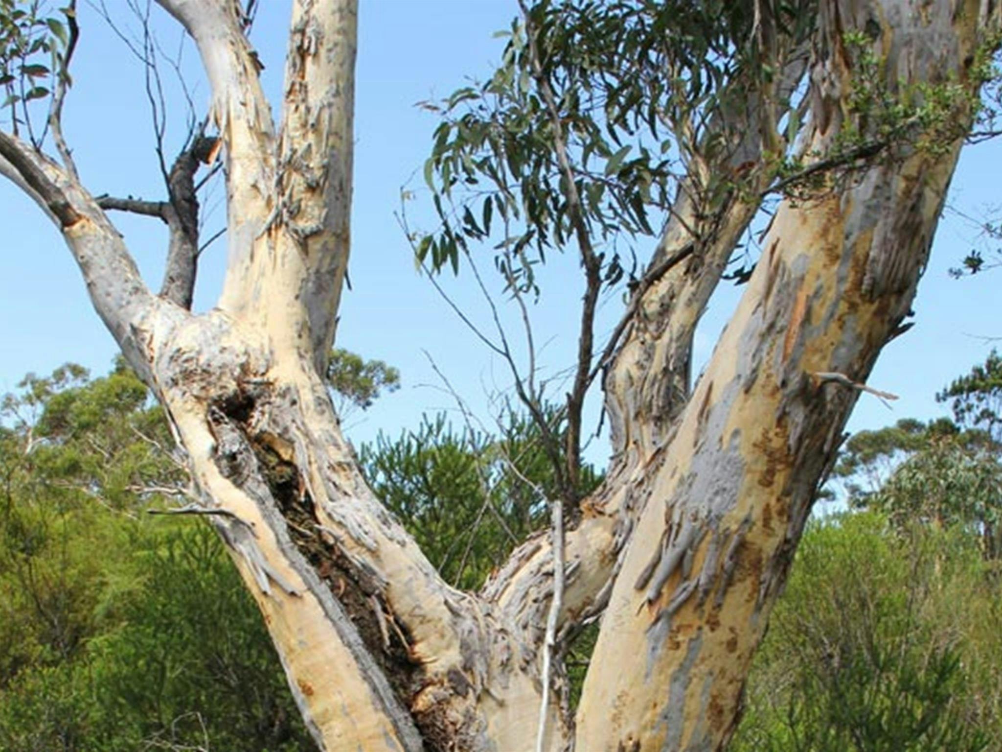 Eukalyptusbaum. Foto: John Yurasek © OEH