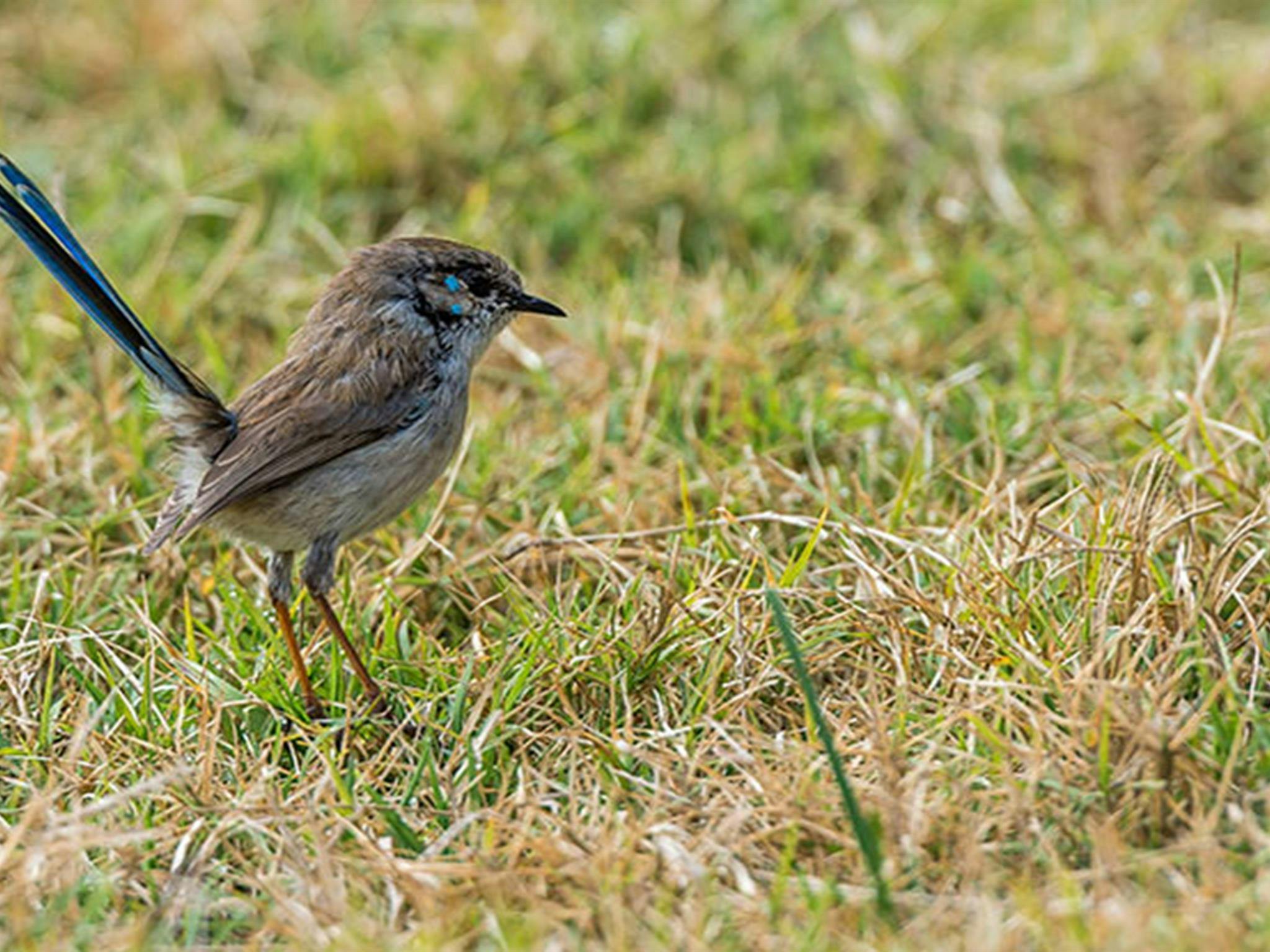 曼恩河露营地和野餐区，曼恩河自然保护区。照片：John Spencer © OEH