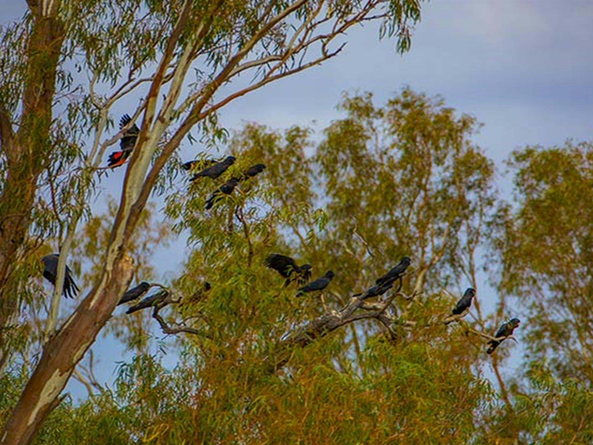 Red-tailed black cockatoos perch in a tree at Many Big Rocks picnic area, Toorale National Park.