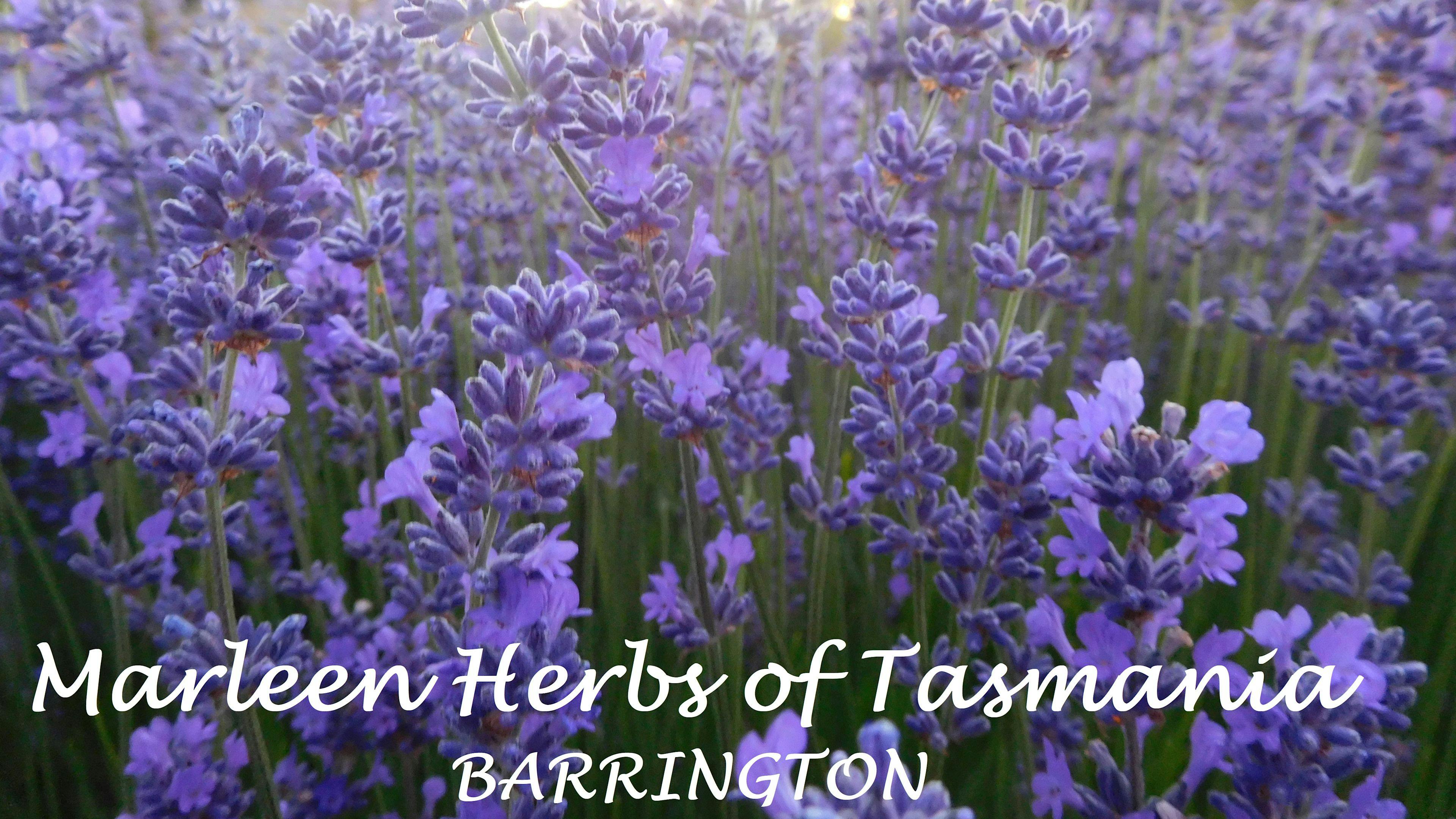 CLICK TO VIEW GALLERY