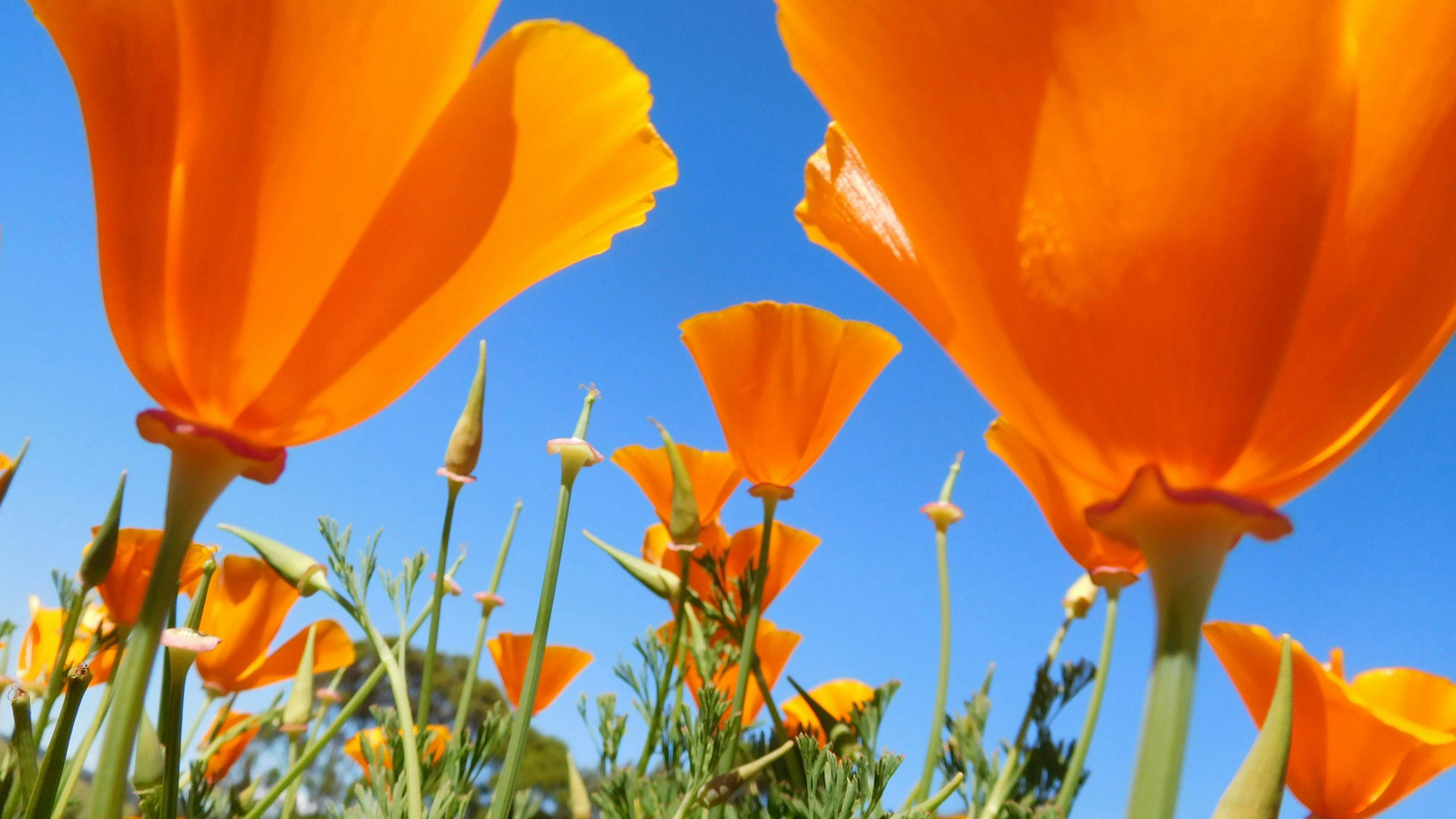 Marleen Herbs of Tasmania