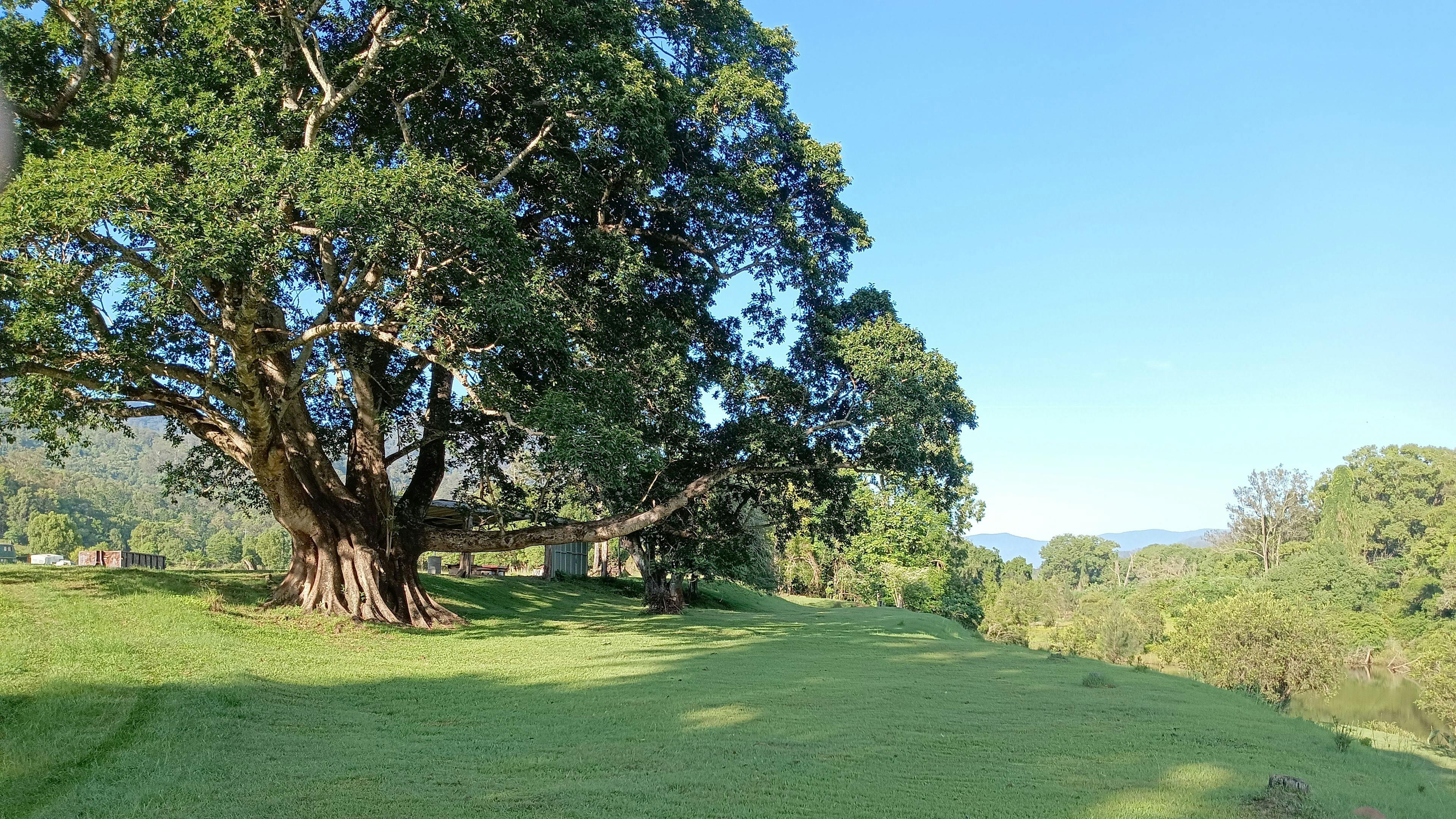 White Fig Main camp