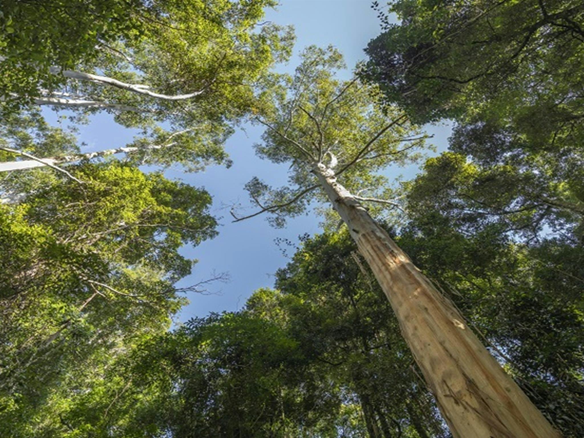Towering eucalypt forest in Mebbin National Park. Photo: John Spencer © DPE