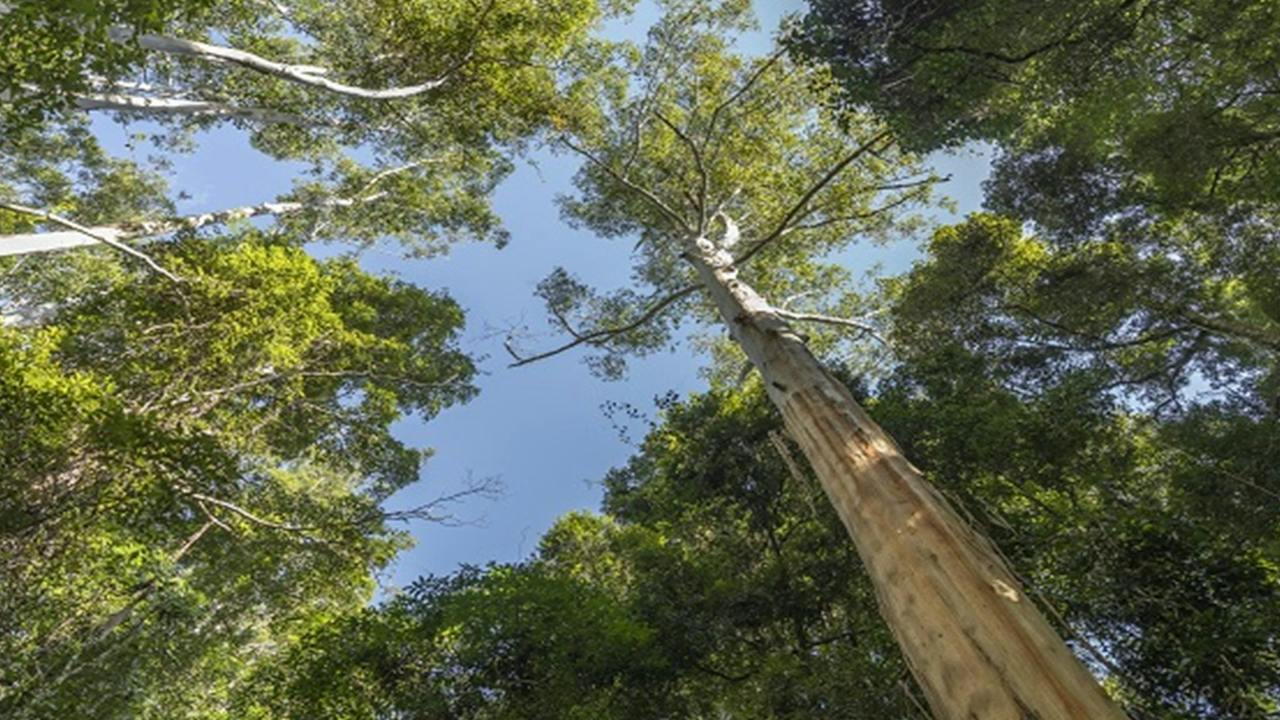 Mebbin National Park