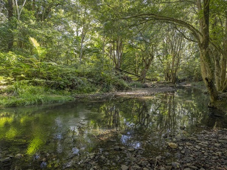 Byrrill Creek walking track, set amongst lush subtropical rainforest in Mebbin National Park. Photo: