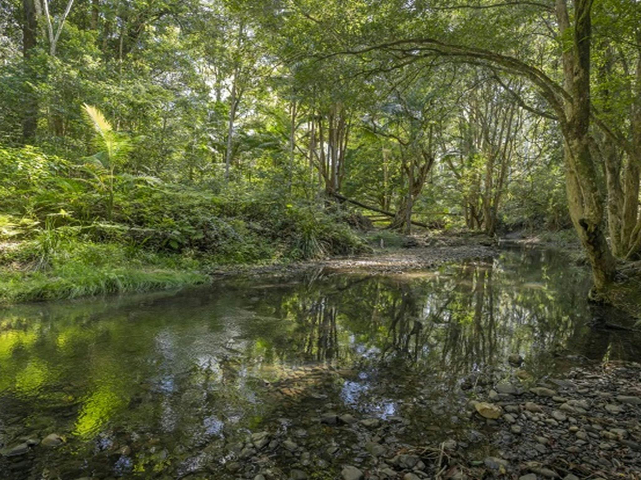Byrrill Creek walking track, set amongst lush subtropical rainforest in Mebbin National Park. Photo: