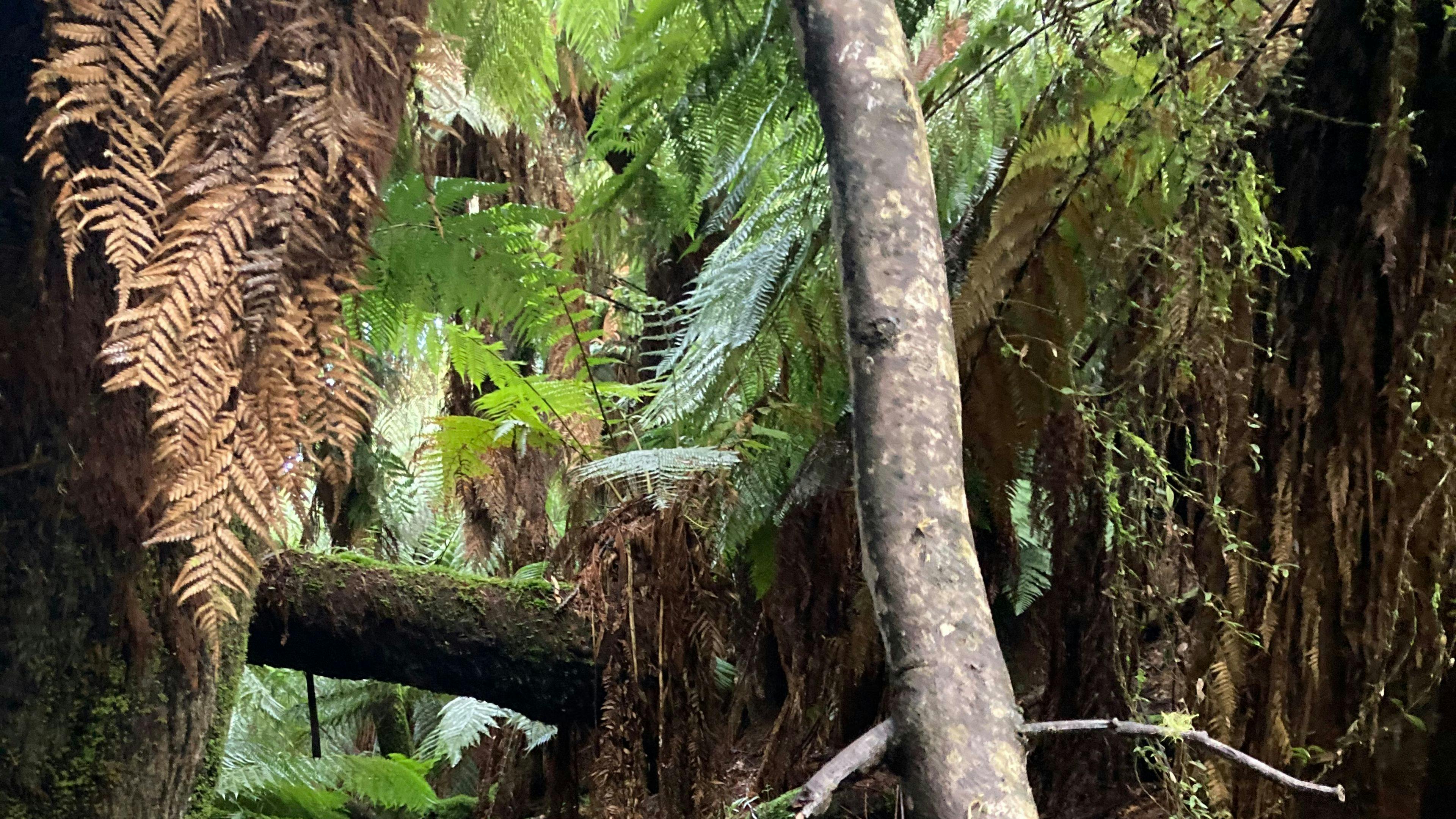 Hobart Hills Hide Out