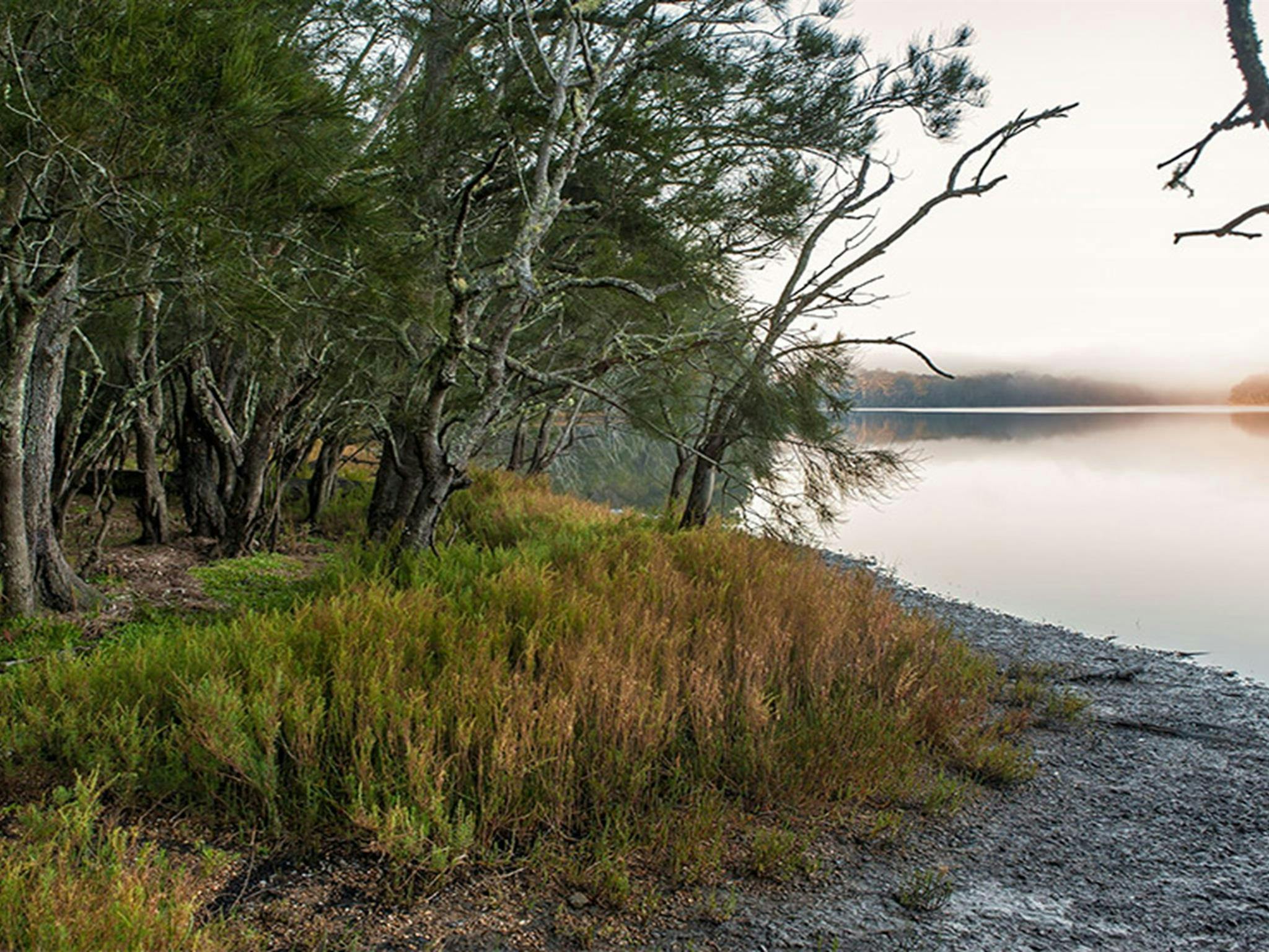 A misty morning on the lake'd edge, Meroo National Park. Credit: Michael Van Ewijk &copy; DCCEEW