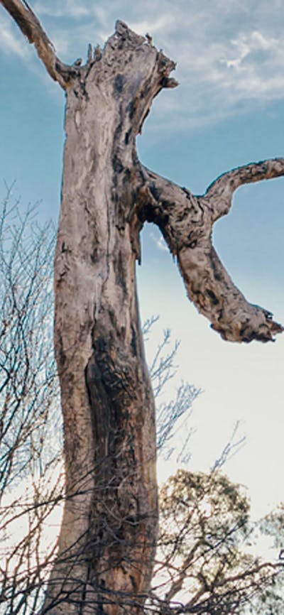 Michelago Farm Camping