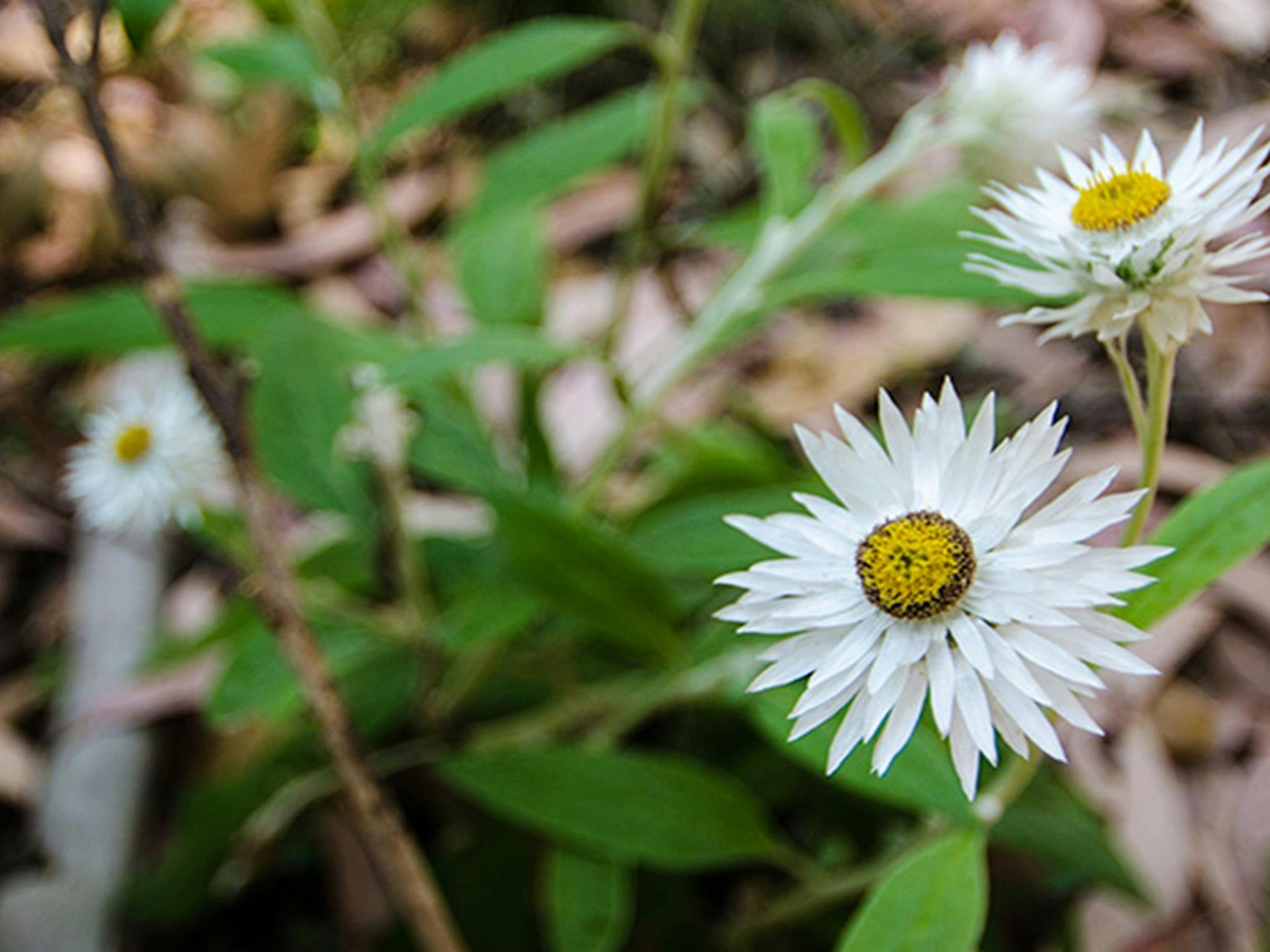 Mittlerer Bruder Nationalpark