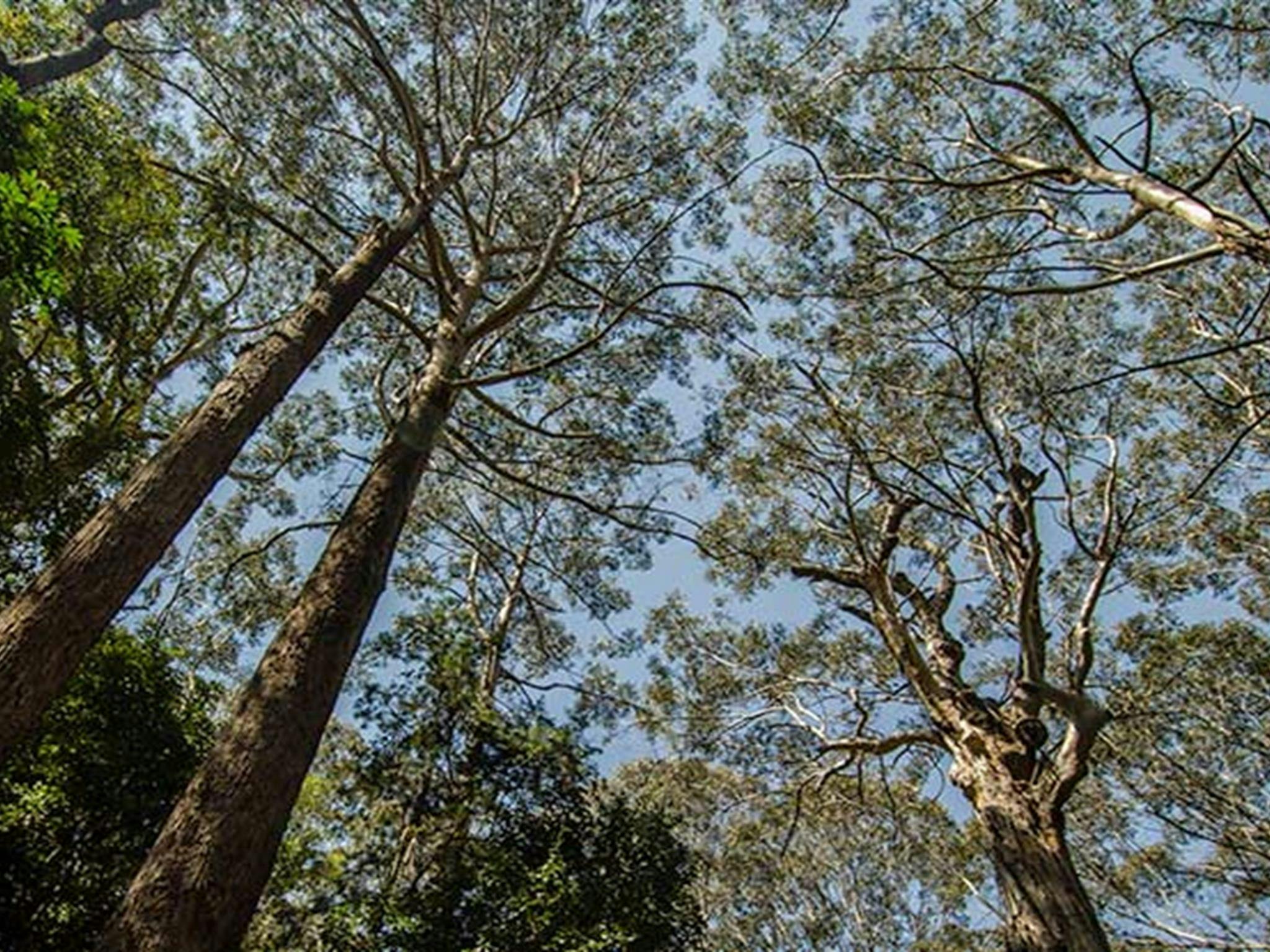 Middle Brother Nationalpark. Foto: John Spencer/Regierung von New South Wales