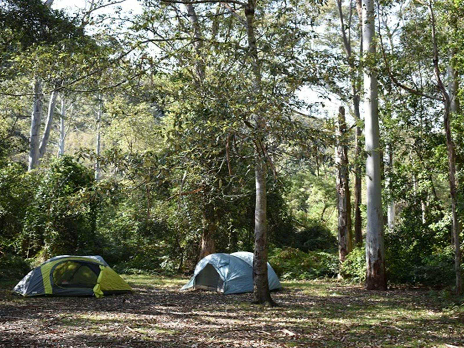 Tents among the tall trees at Mill Creek campground. Photo: Sarah Brookes © DPIE