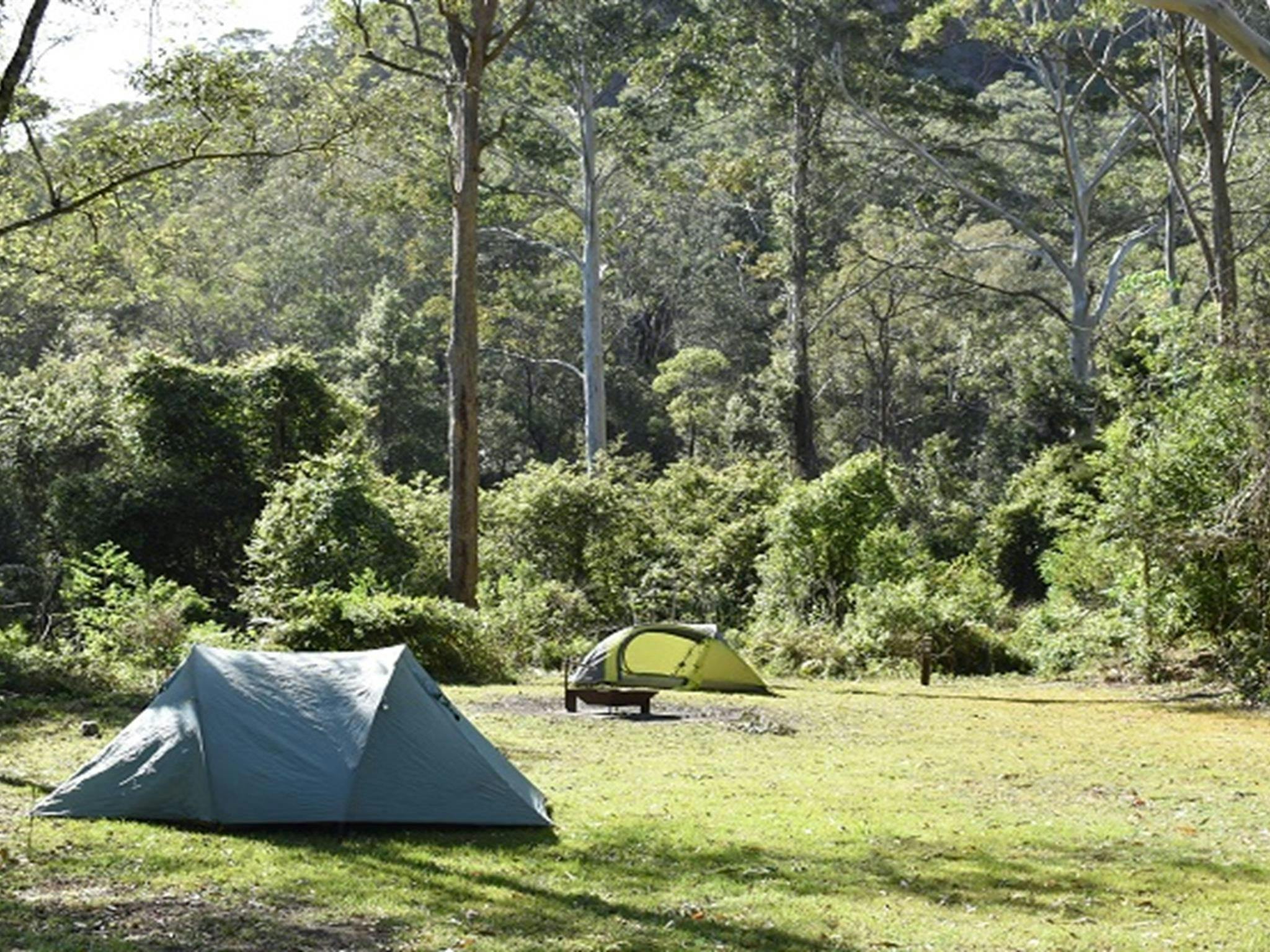 Tents among the tall trees at Mill Creek campground. Photo: Sarah Brookes &copy; DPIE