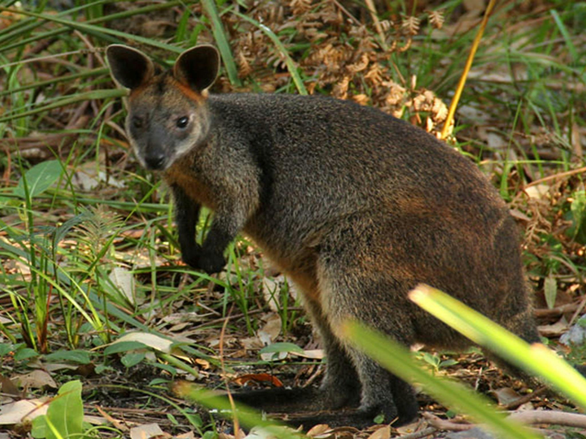 Pademelon. Photo: John Yurasek &copy; DPIE