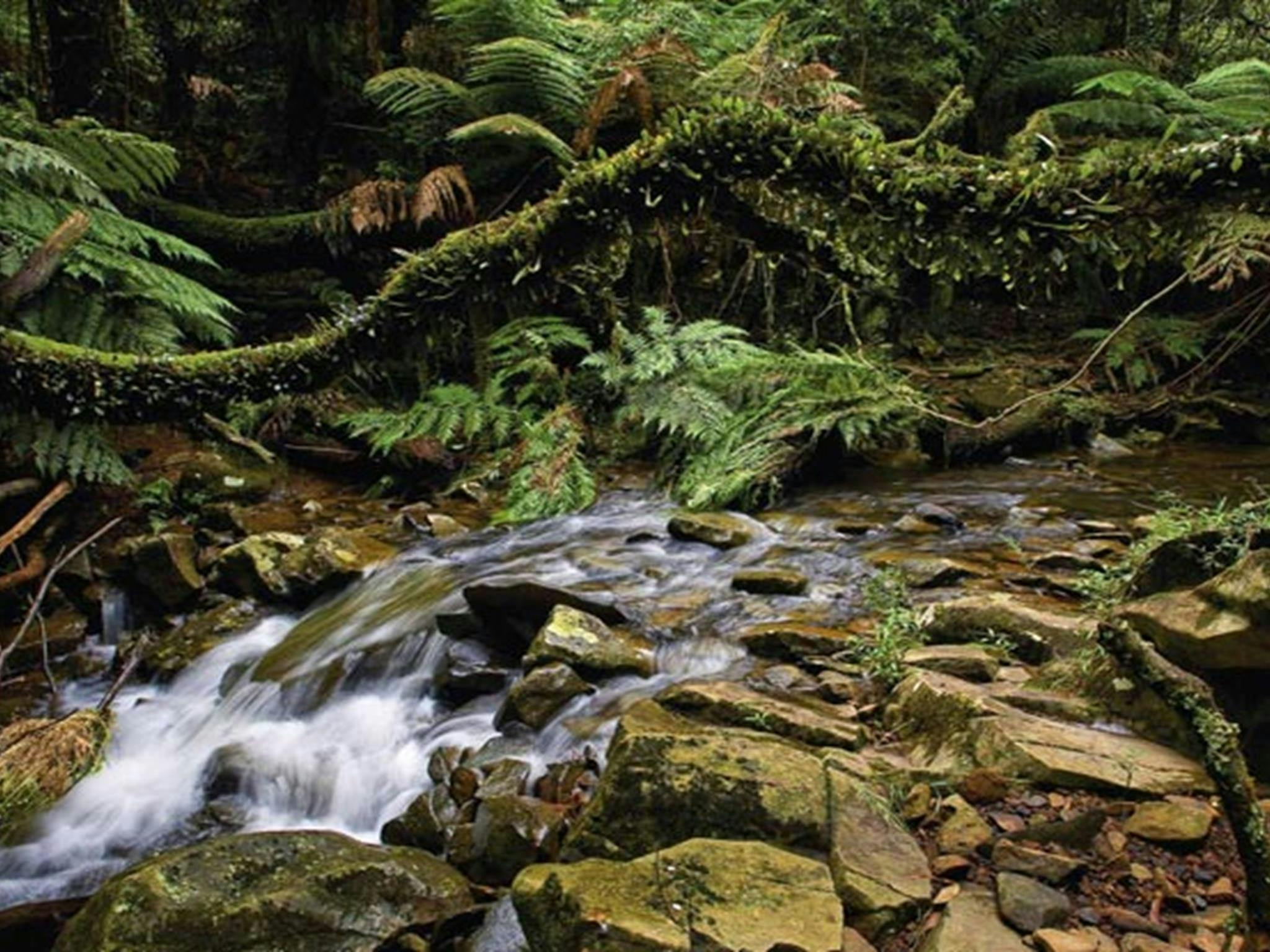 米纳穆拉河，布德罗国家公园。图片来源：Michael van Ewijk &copy; DPIE