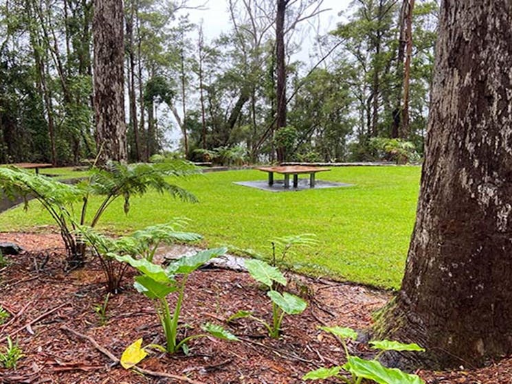 The picnic area at Minyon Falls lookout in Nightcap National Park. Photo credit: Barbara Webster