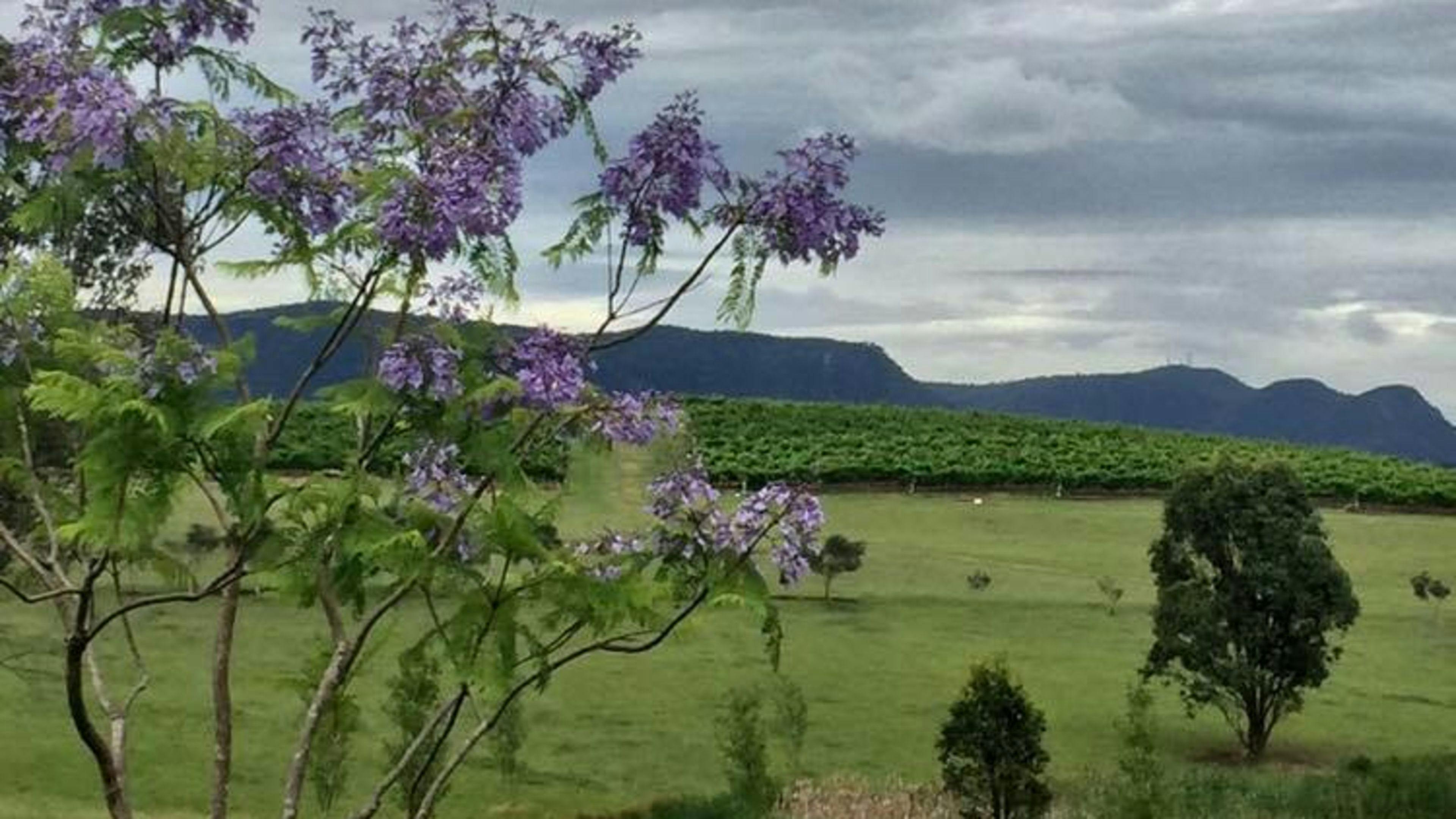 Mira Wines