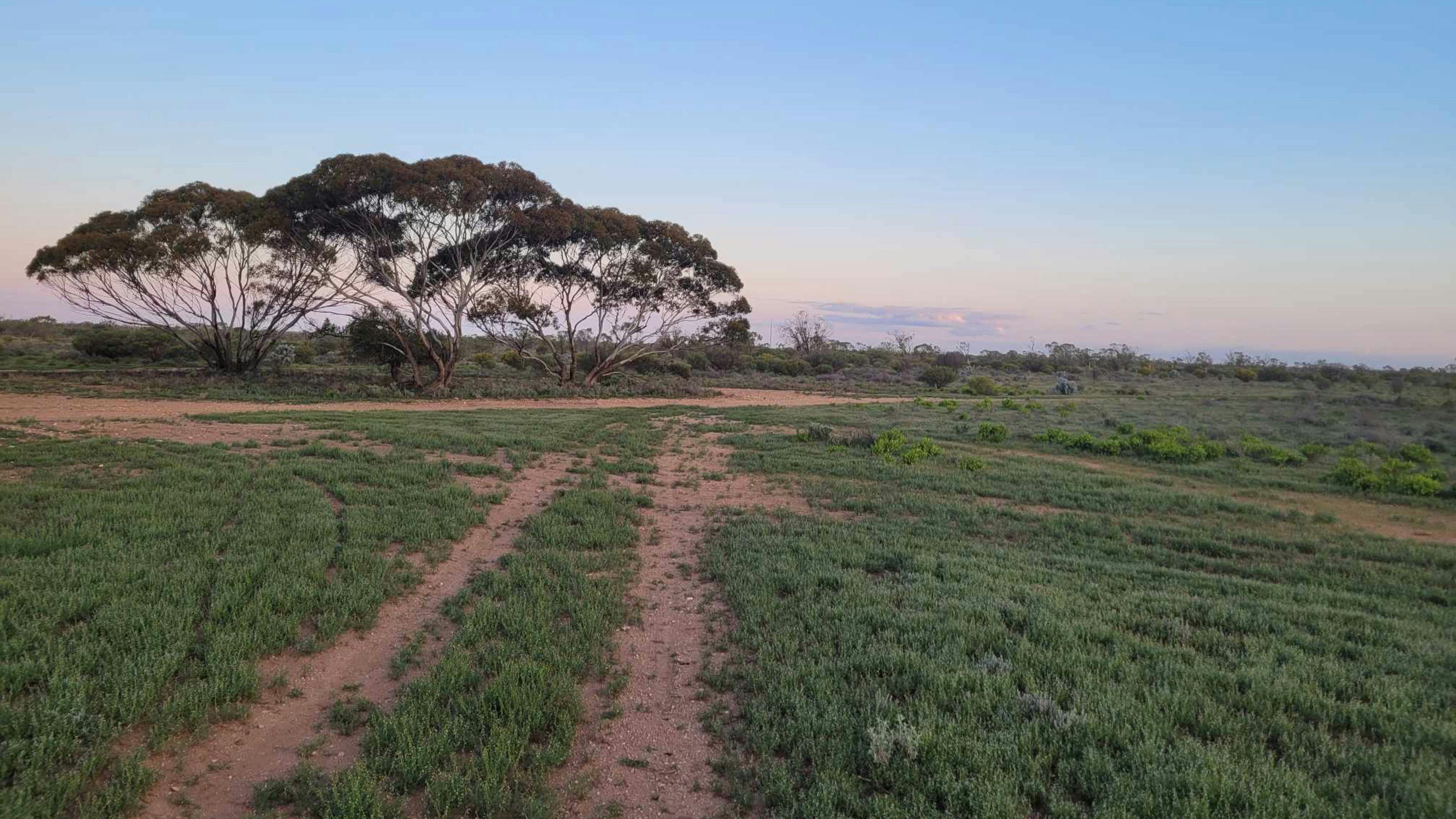 Mirrabooka @ Blanchetown