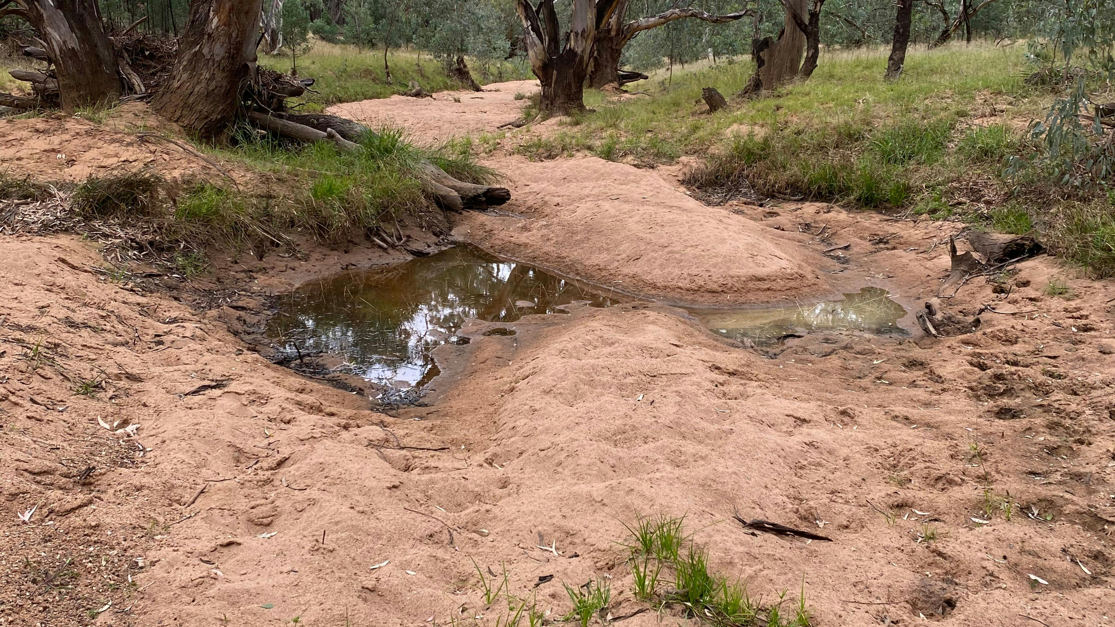 Mirrool Creek, Lake Abortree