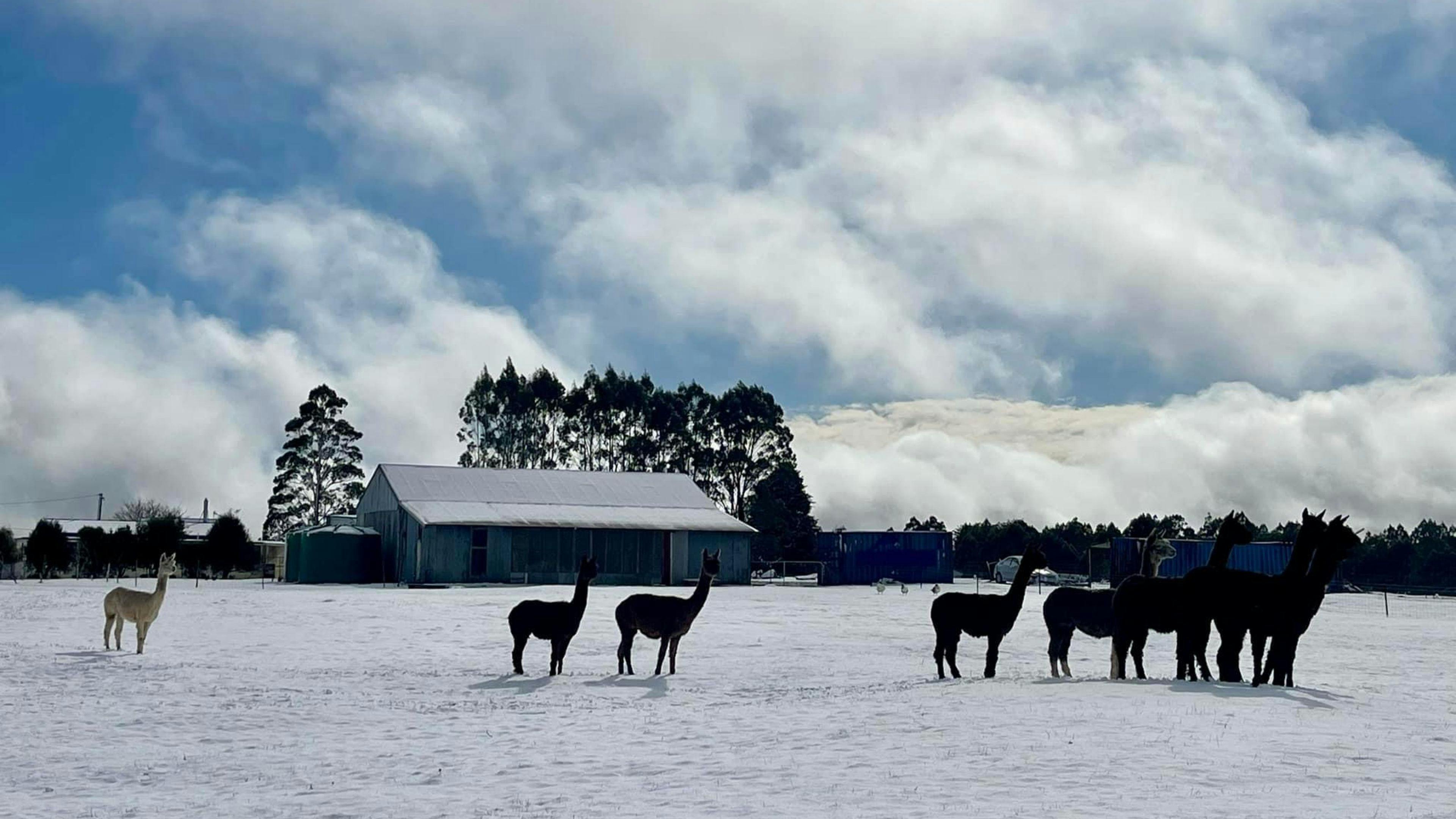 Waratah Alpaca and Pepperberry Farm