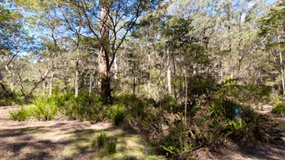 Dasyurus picnic area landscape, Monga National Park. Photo: Lucas Boyd © DPIE