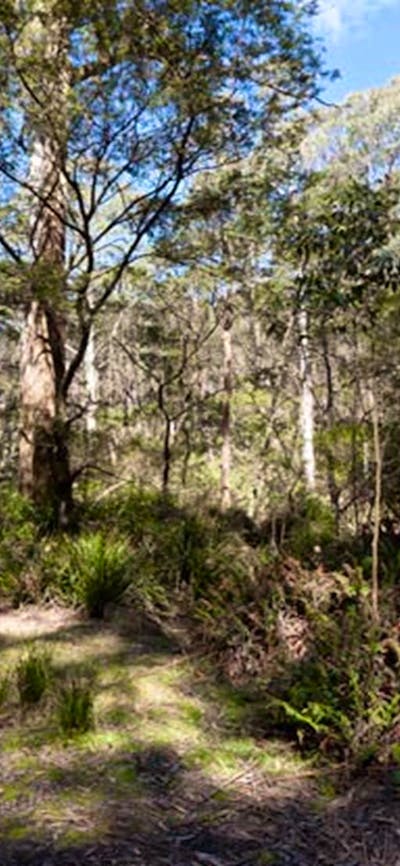 Dasyurus picnic area landscape, Monga National Park. Photo: Lucas Boyd © DPIE