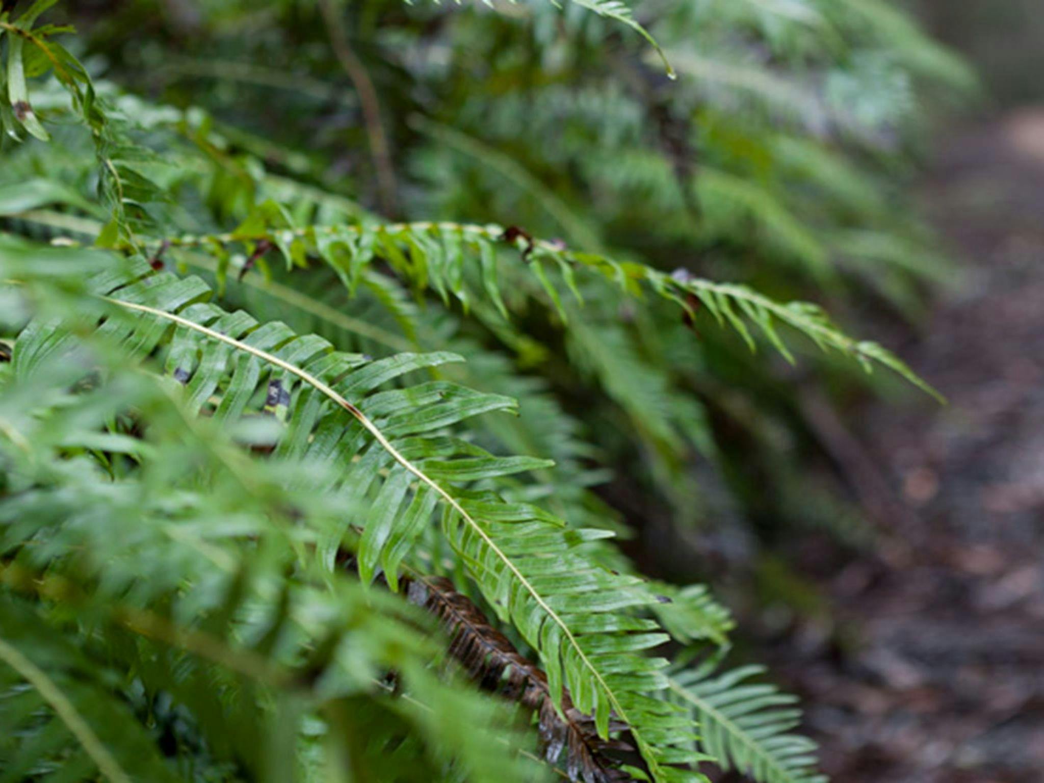 Corn Trail walking track fern, Monga National Park. Photo: Lucas Boyd &copy; DPIE