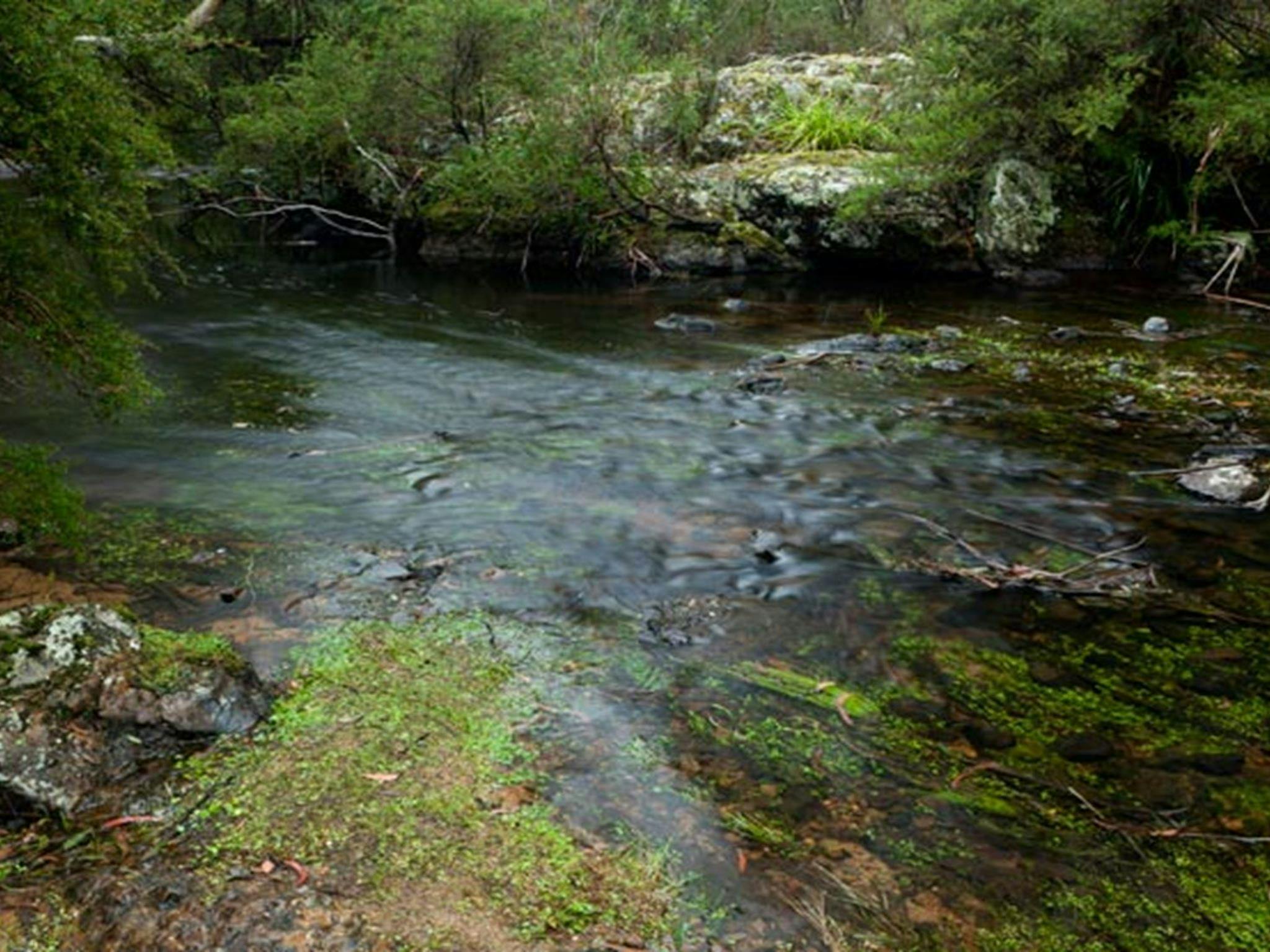 Mongarlowe River picnic area, Monga National Park. Photo: Lucas Boyd &copy; DPIE