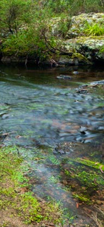 Mongarlowe River picnic area, Monga National Park. Photo: Lucas Boyd © DPIE